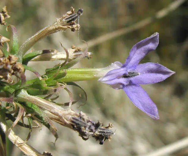 Dunn's Lobelia (Lobelia Dunnii) — Thriving in USDA zones 7-10, it prefers partial shade to full sun exposure