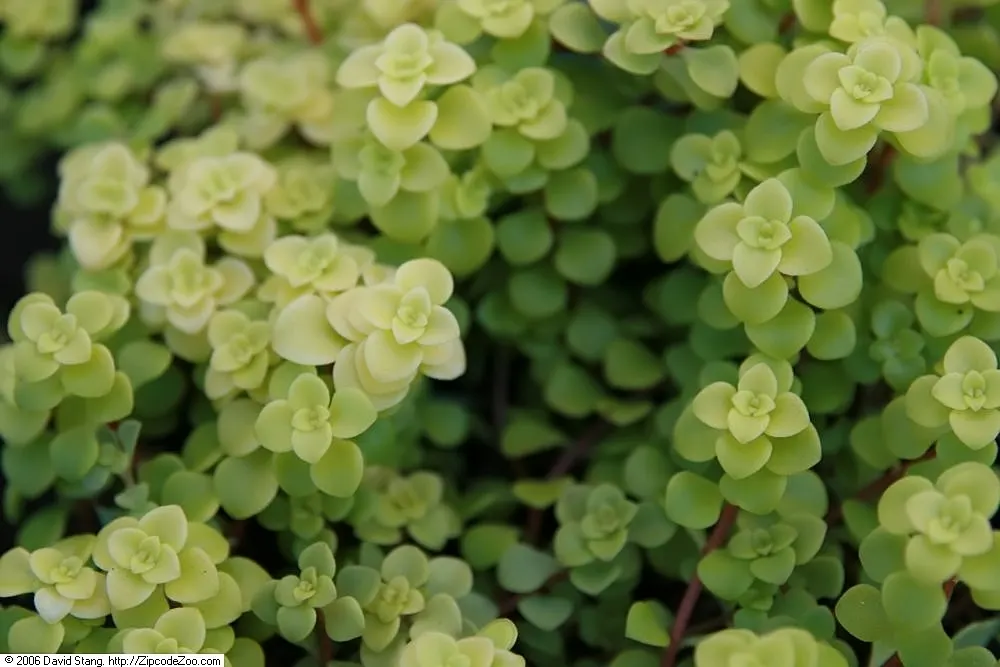 Three-Leaved Stonecrop (Sedum Ternatum) — Ideal for rock gardens or woodlands, it's hardy, low-maintenance, and spreads easily to form a lush carpet
