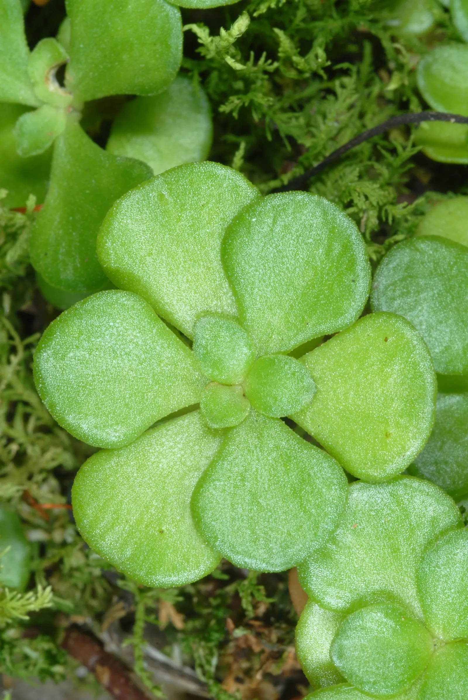 Three-Leaved Stonecrop (Sedum Ternatum) — During late spring to early summer