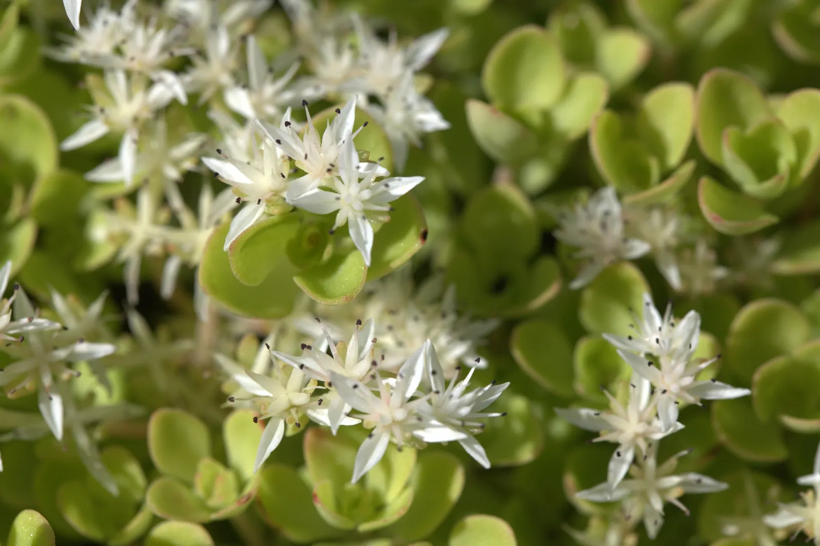 Three-Leaved Stonecrop (Sedum Ternatum) — Sedum ternatum is a versatile choice for shaded rock gardens; ground cover / perennial with white blooms