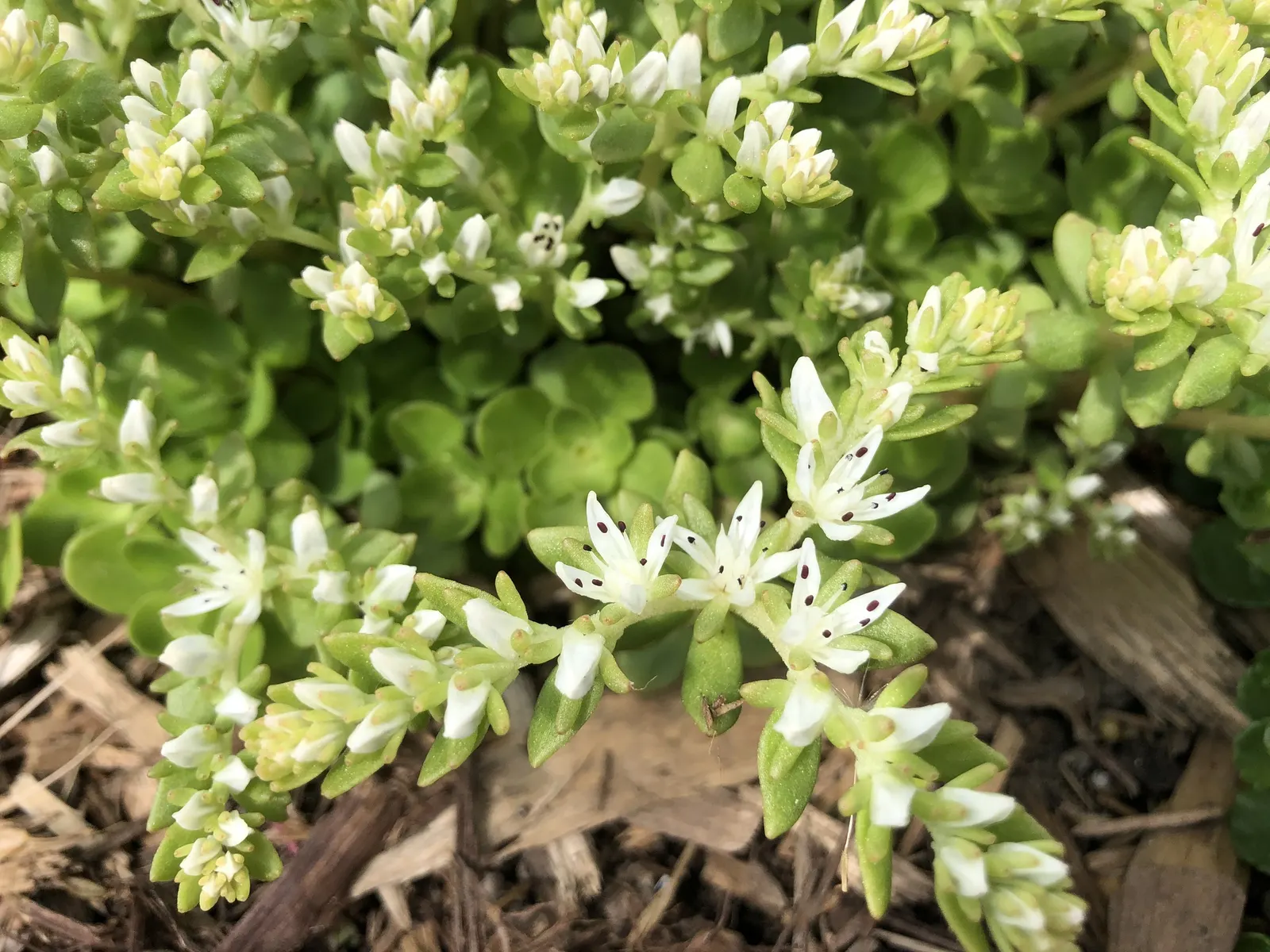 Three-Leaved Stonecrop (Sedum Ternatum) — Its ecological value is notable