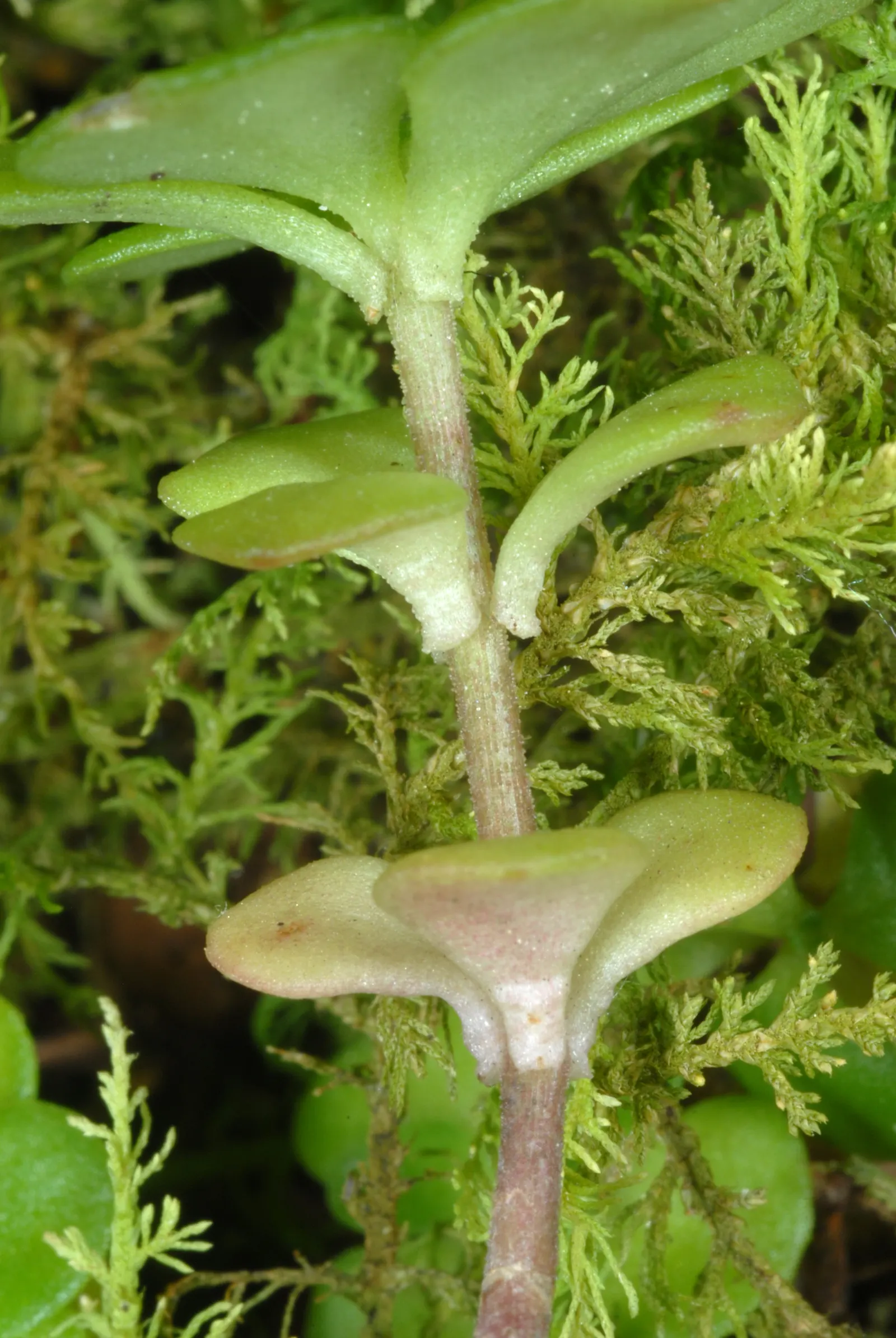 Three-Leaved Stonecrop (Sedum Ternatum) — whorled leaves provide year-round interest; is a North American native perennial groundcover with a spread of 6-12