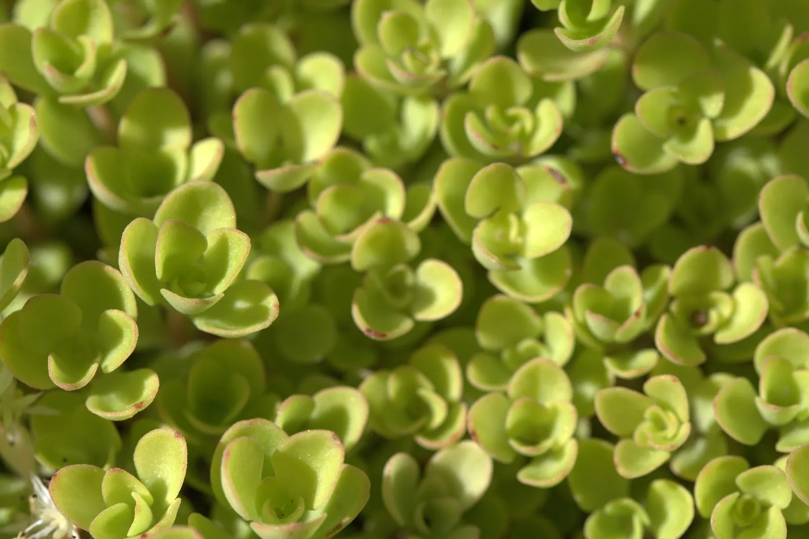 Three-Leaved Stonecrop (Sedum Ternatum) — low-growing perennial ideally suited for adding texture and delicate appeal to your garden