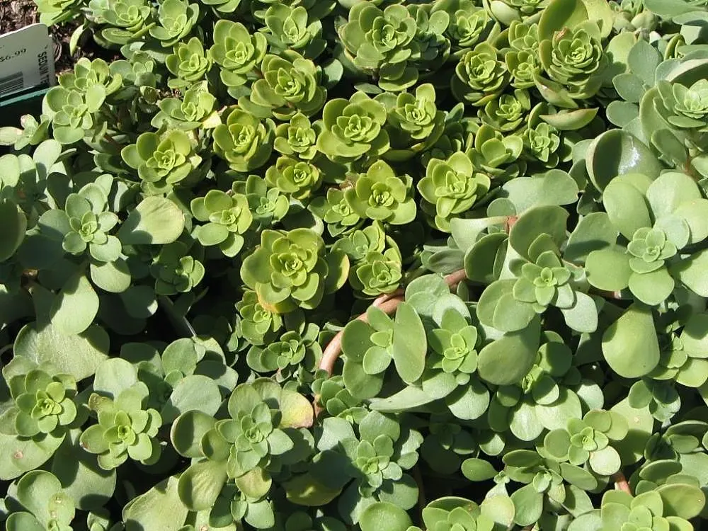 Three-Leaved Stonecrop (Sedum Ternatum) — ground cover / perennial for full