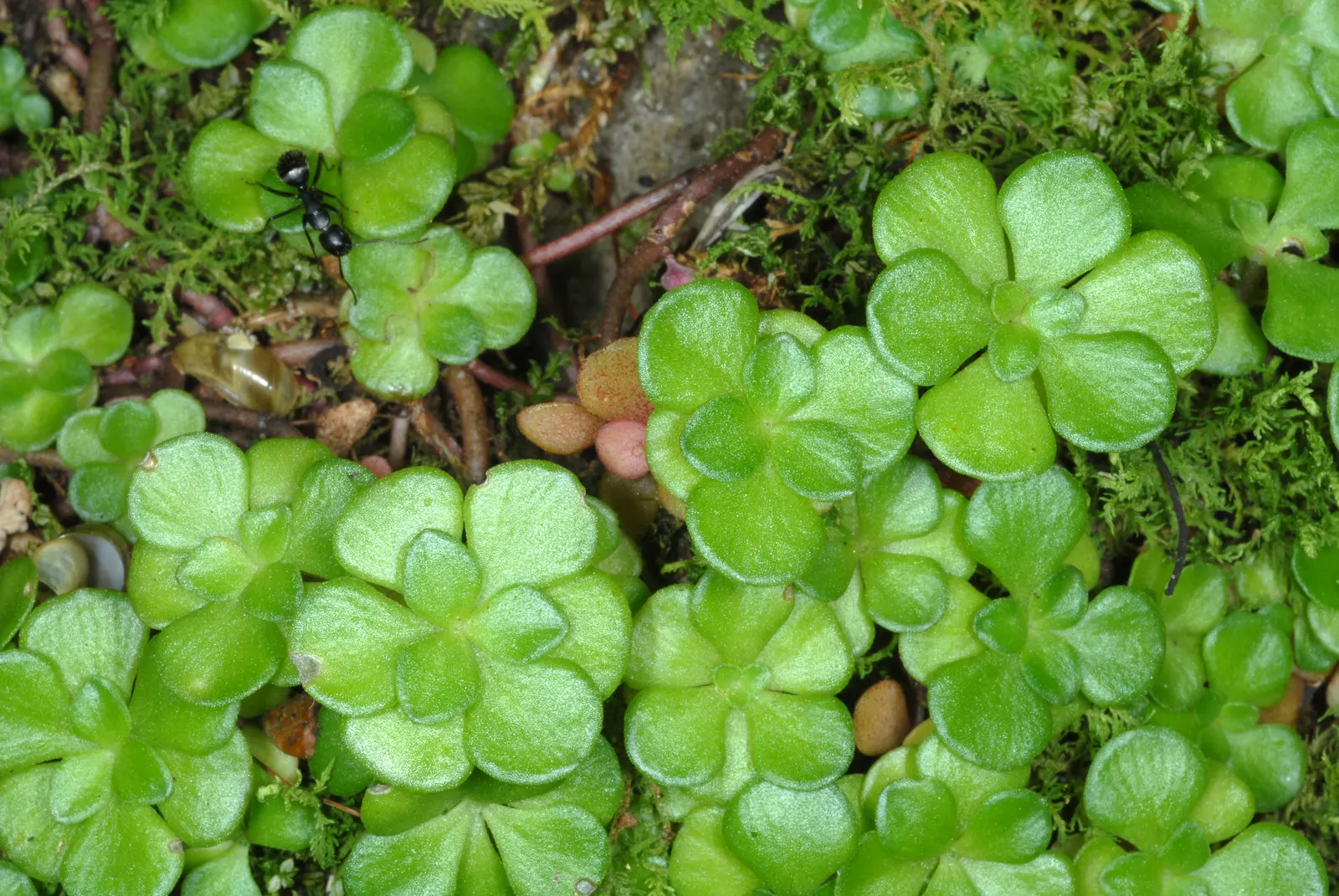 Three-Leaved Stonecrop (Sedum Ternatum) — Sedum ternatum is a versatile choice for shaded rock gardens