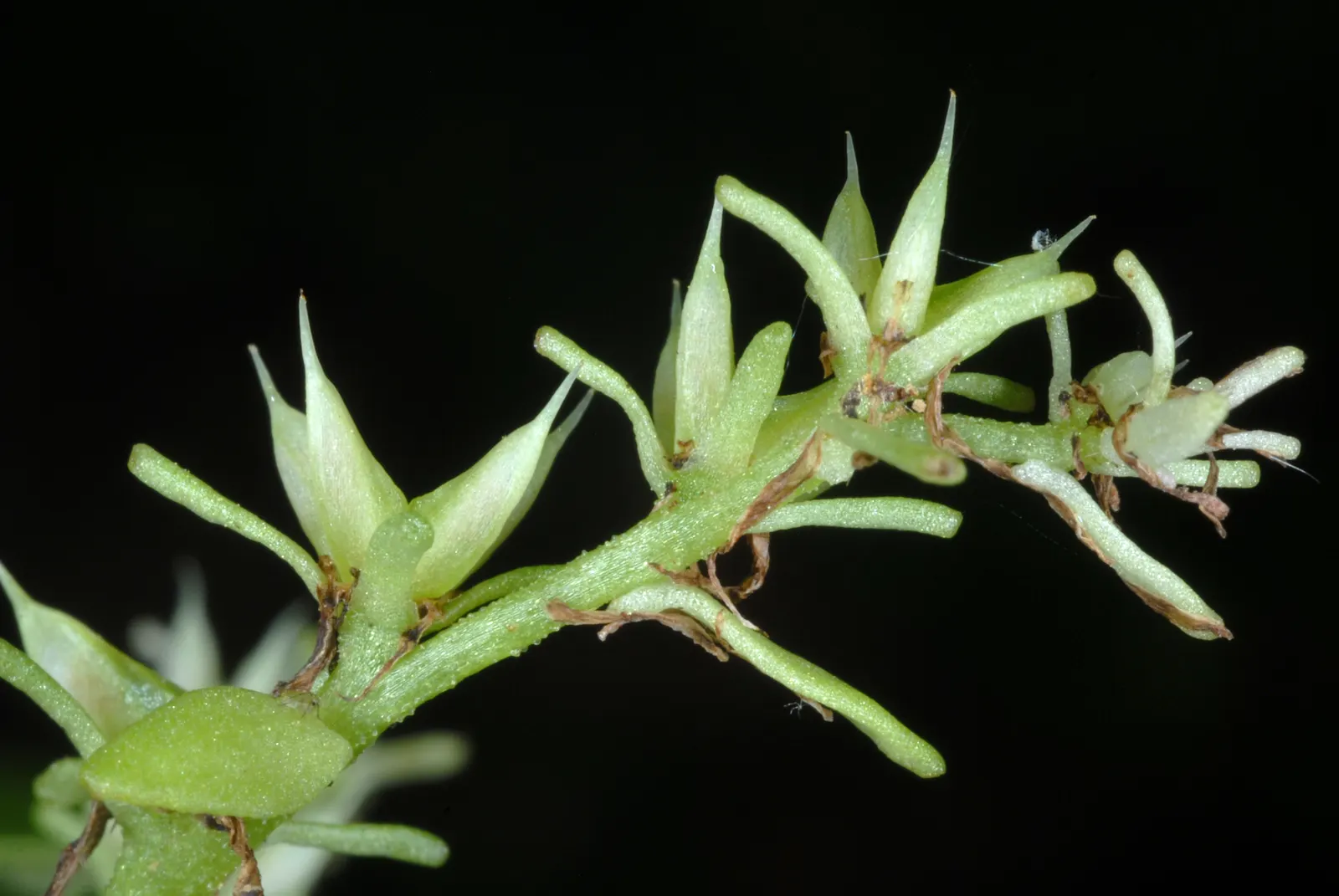 Three-Leaved Stonecrop (Sedum Ternatum) — this stonecrop variety bursts into bloom with clusters of dainty; it prospers in moist, well-drained soil; however