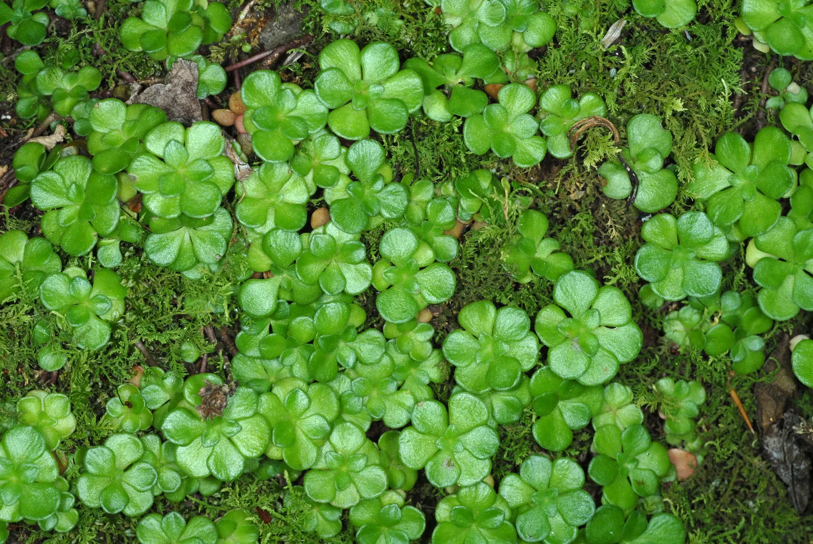 Three-Leaved Stonecrop (Sedum Ternatum) — It prospers in moist, well-drained soil; however, it can tolerate periods of drought once established