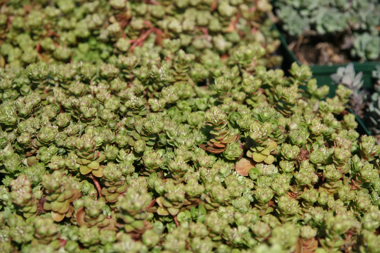 Three-Leaved Stonecrop (Sedum Ternatum) — its white star-shaped flowers attract pollinators; making it a practical option for areas where wildlife may