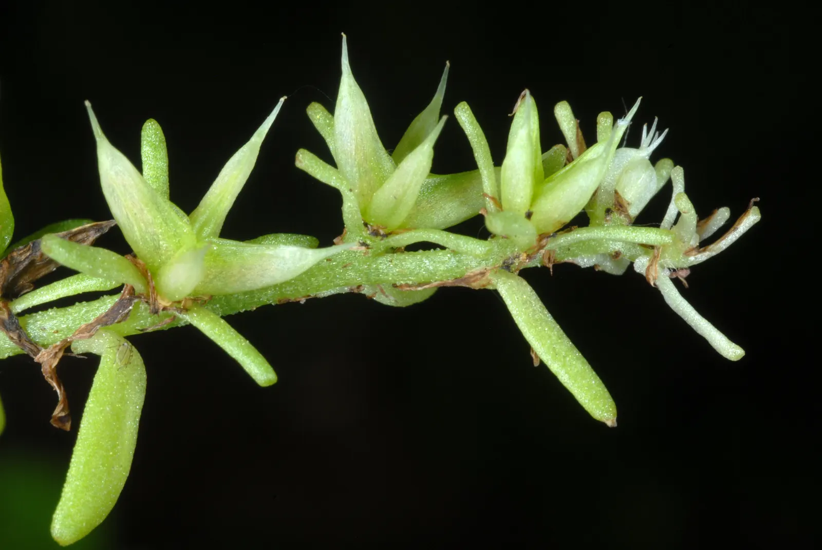 Three-Leaved Stonecrop (Sedum Ternatum) — thus contributing to the local ecosystem's health; ground cover / perennial for full