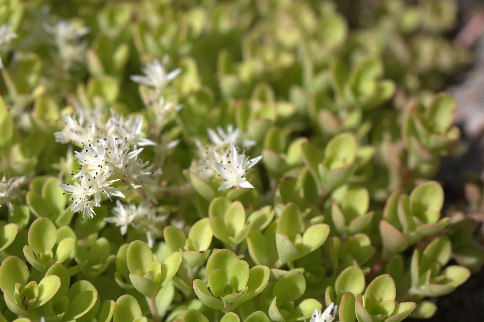 Three-Leaved Stonecrop (Sedum Ternatum) — scientifically known as Sedum ternatum