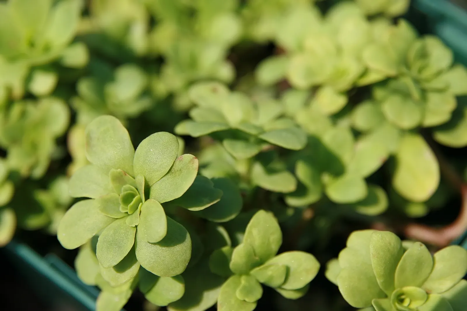 Three-Leaved Stonecrop (Sedum Ternatum) — white flowers in the garden; low-growing perennial ideally suited for adding texture and delicate appeal to your