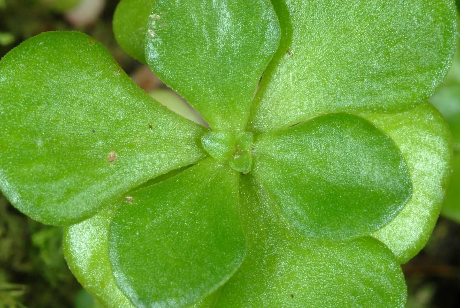 Three-Leaved Stonecrop (Sedum Ternatum) — It thrives in partial shade and tolerates moist conditions; while its width can extend 12 to 18 inches, image 50