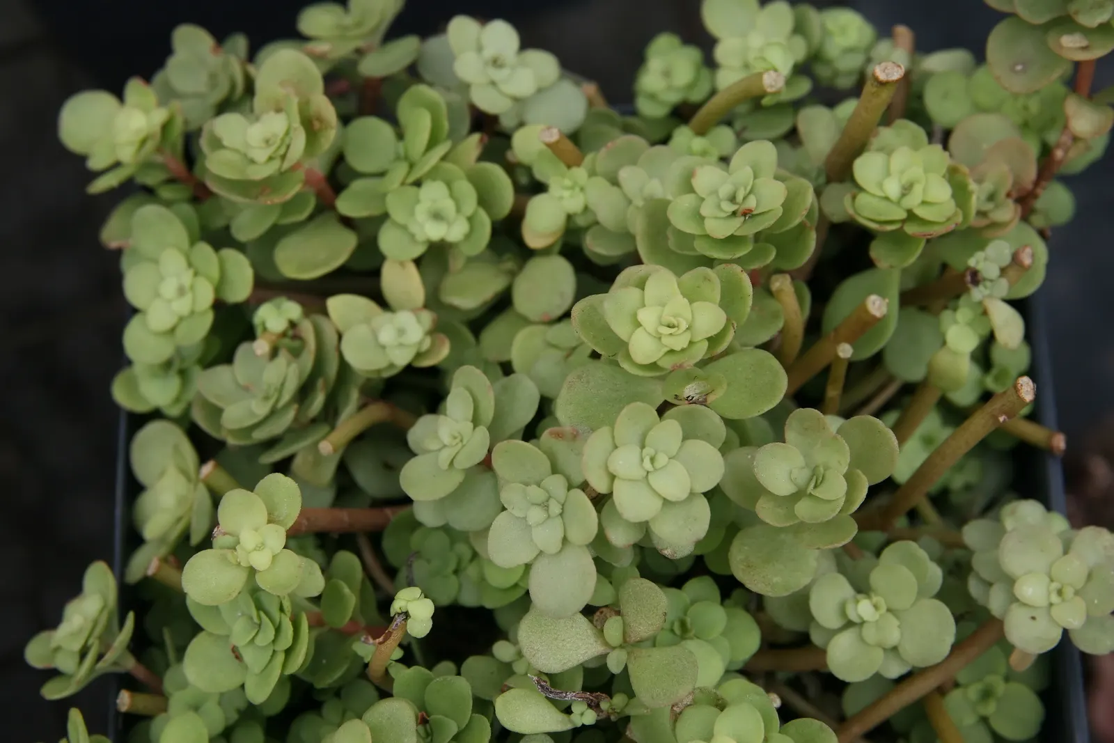 Three-Leaved Stonecrop (Sedum Ternatum) — ground cover / perennial with white blooms