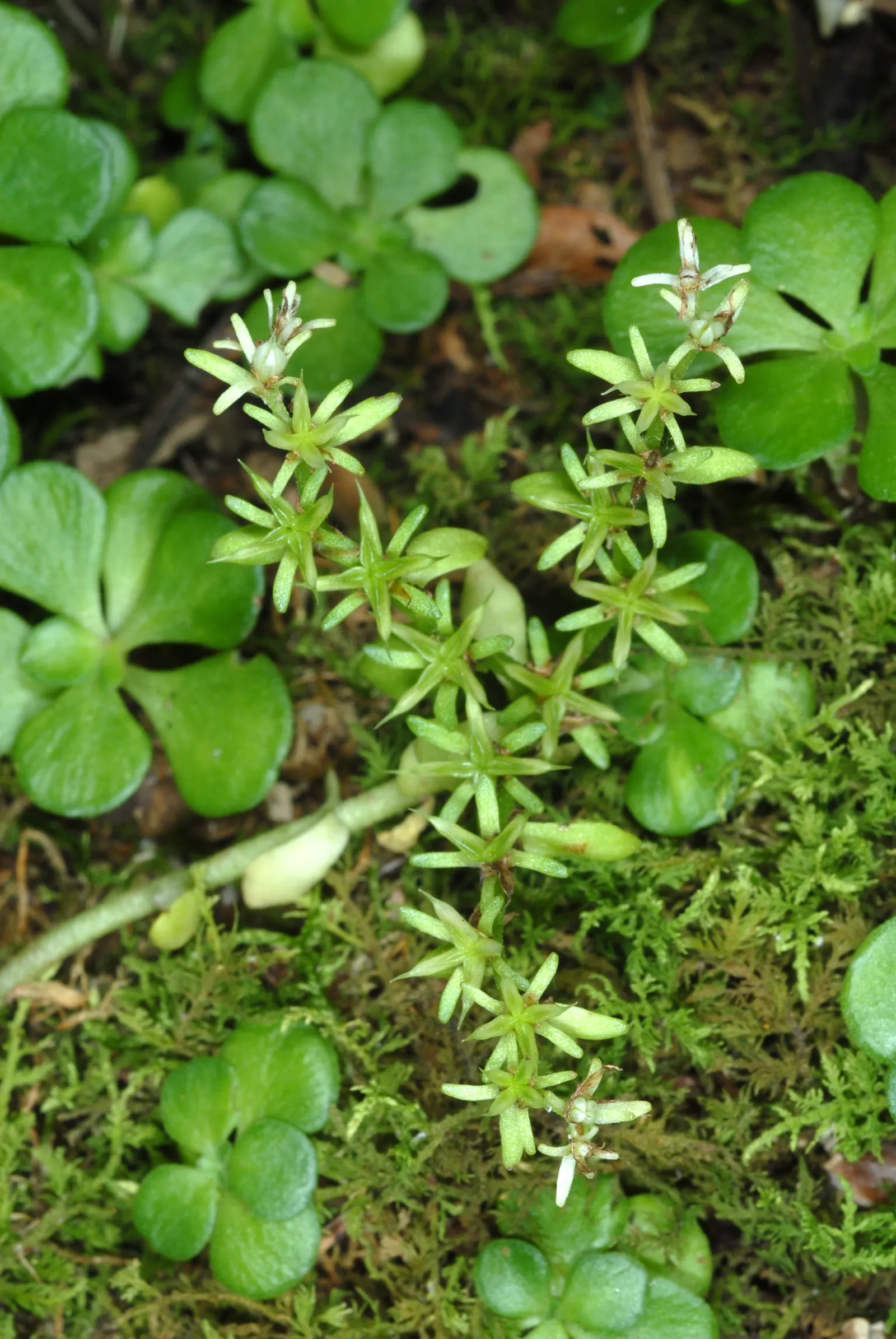 Three-Leaved Stonecrop (Sedum Ternatum) — as it attracts pollinators such as bees and butterflies; this low-maintenance plant is also deer-resistant