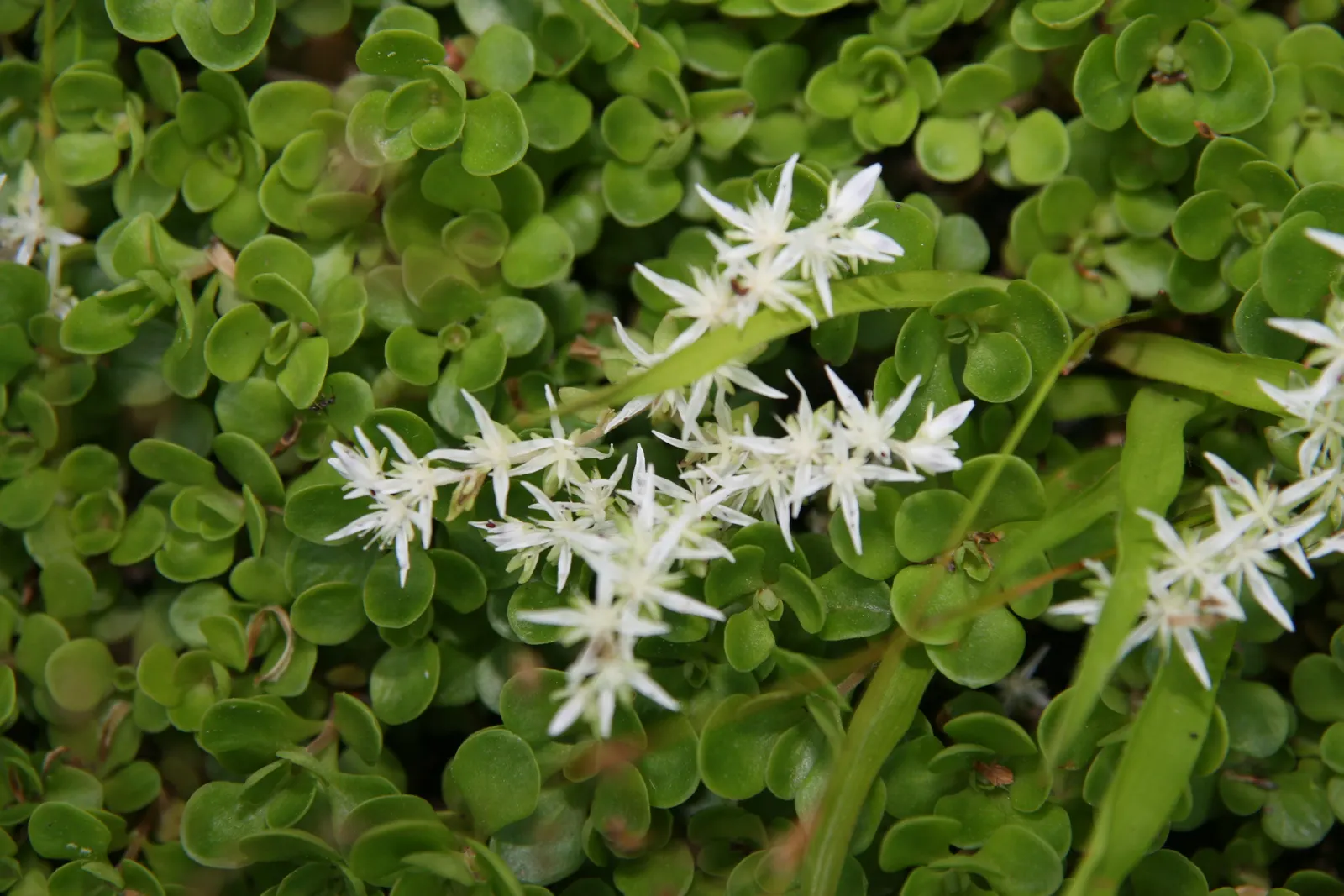 Three-Leaved Stonecrop (Sedum Ternatum) — low-growing perennial ideally suited for adding texture and delicate appeal to your garden; white flowers in the