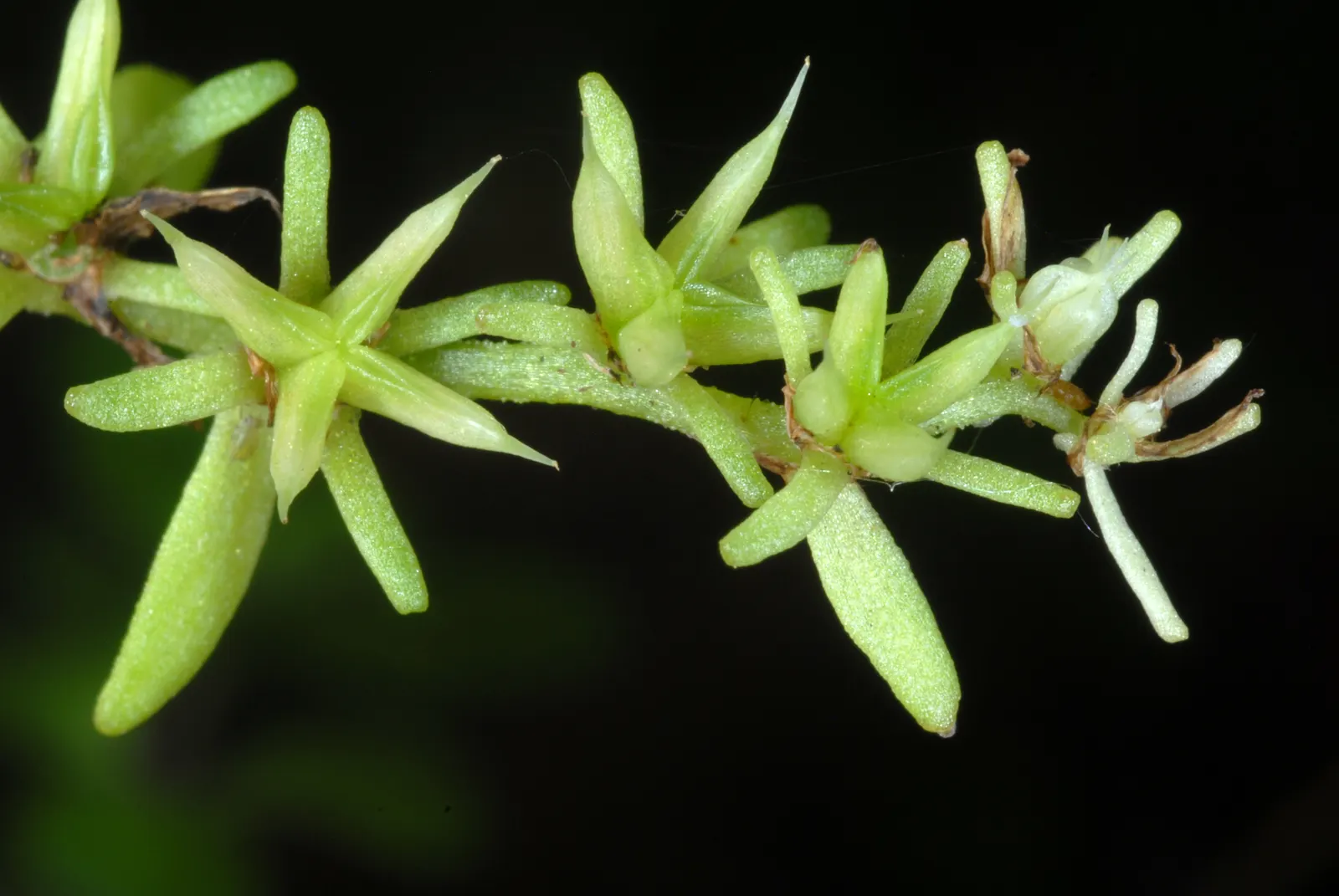 Three-Leaved Stonecrop (Sedum Ternatum) — This low-maintenance plant is also deer-resistant; as it attracts pollinators such as bees and butterflies
