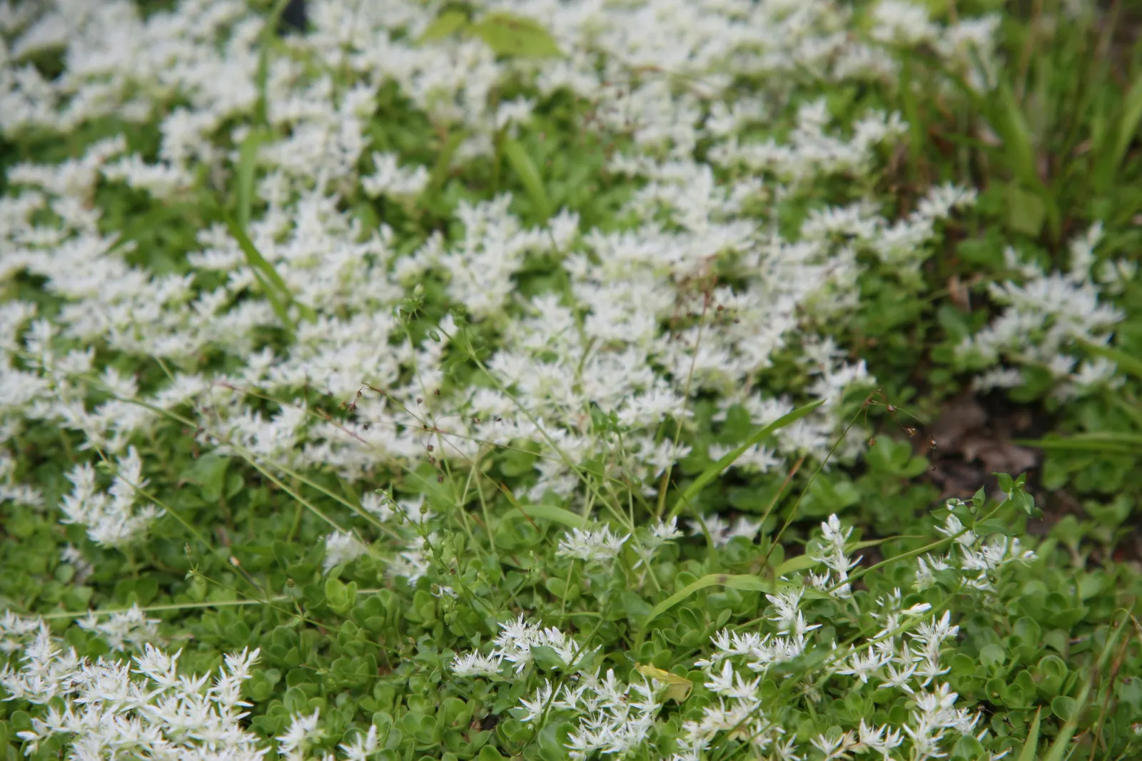 Three-Leaved Stonecrop (Sedum Ternatum) — Sedum ternatum spreads gently to form lush mats that reach up to 6 inches in height; its ecological value is notable