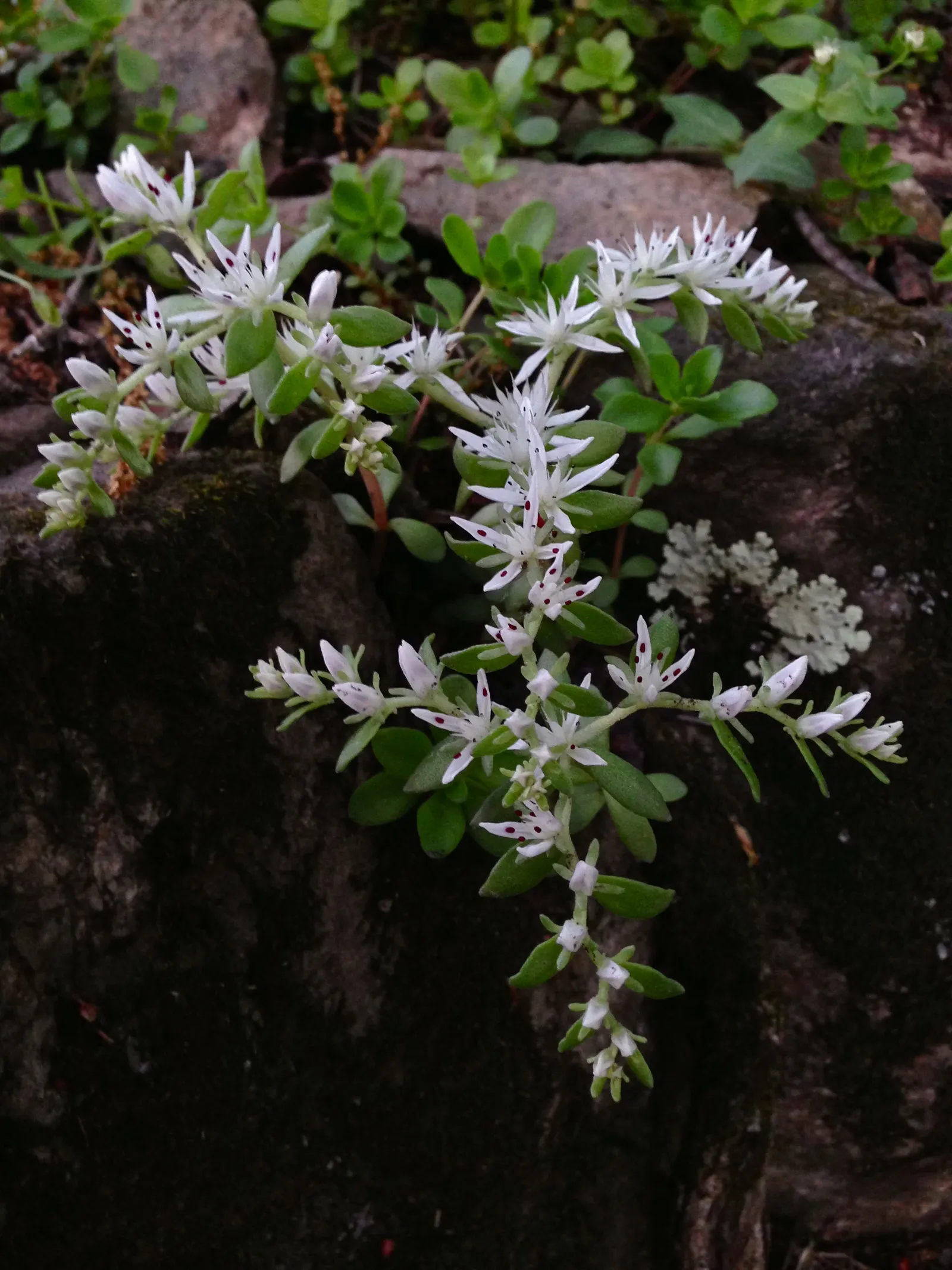Three-Leaved Stonecrop (Sedum Ternatum) — This low-maintenance plant is also deer-resistant