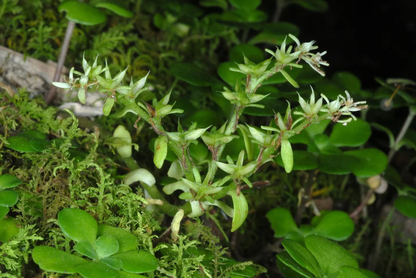 Three-Leaved Stonecrop (Sedum Ternatum) — It thrives in partial shade and tolerates moist conditions