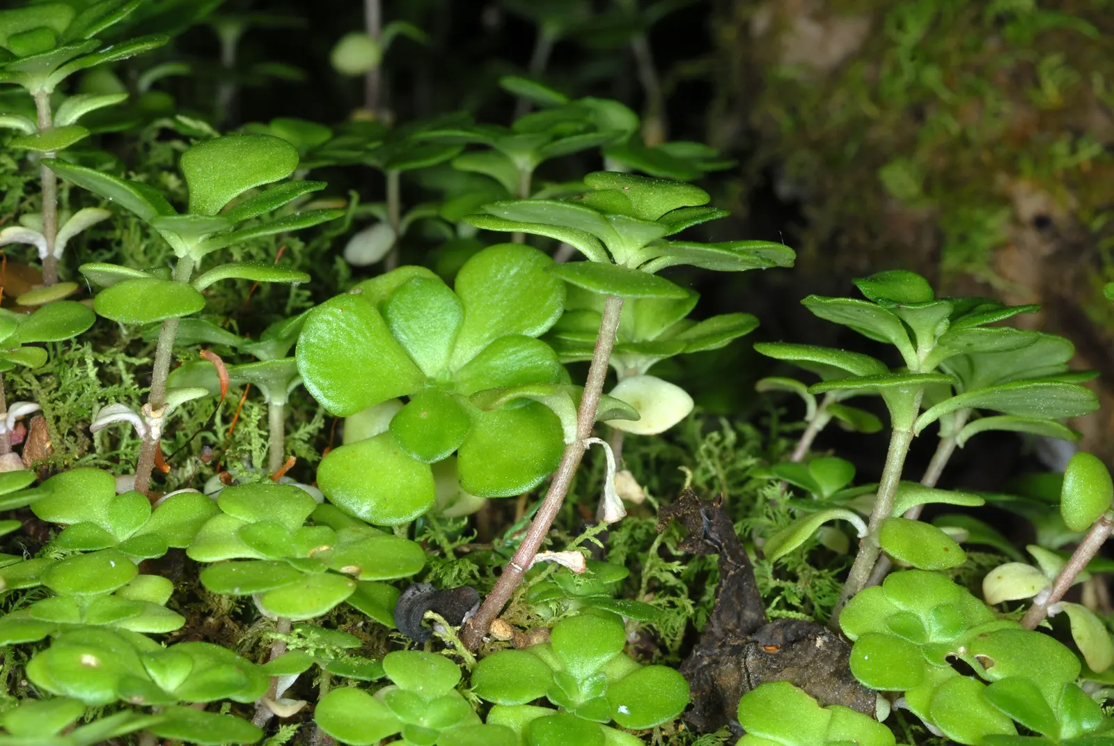Three-Leaved Stonecrop (Sedum Ternatum) — as it attracts pollinators such as bees and butterflies