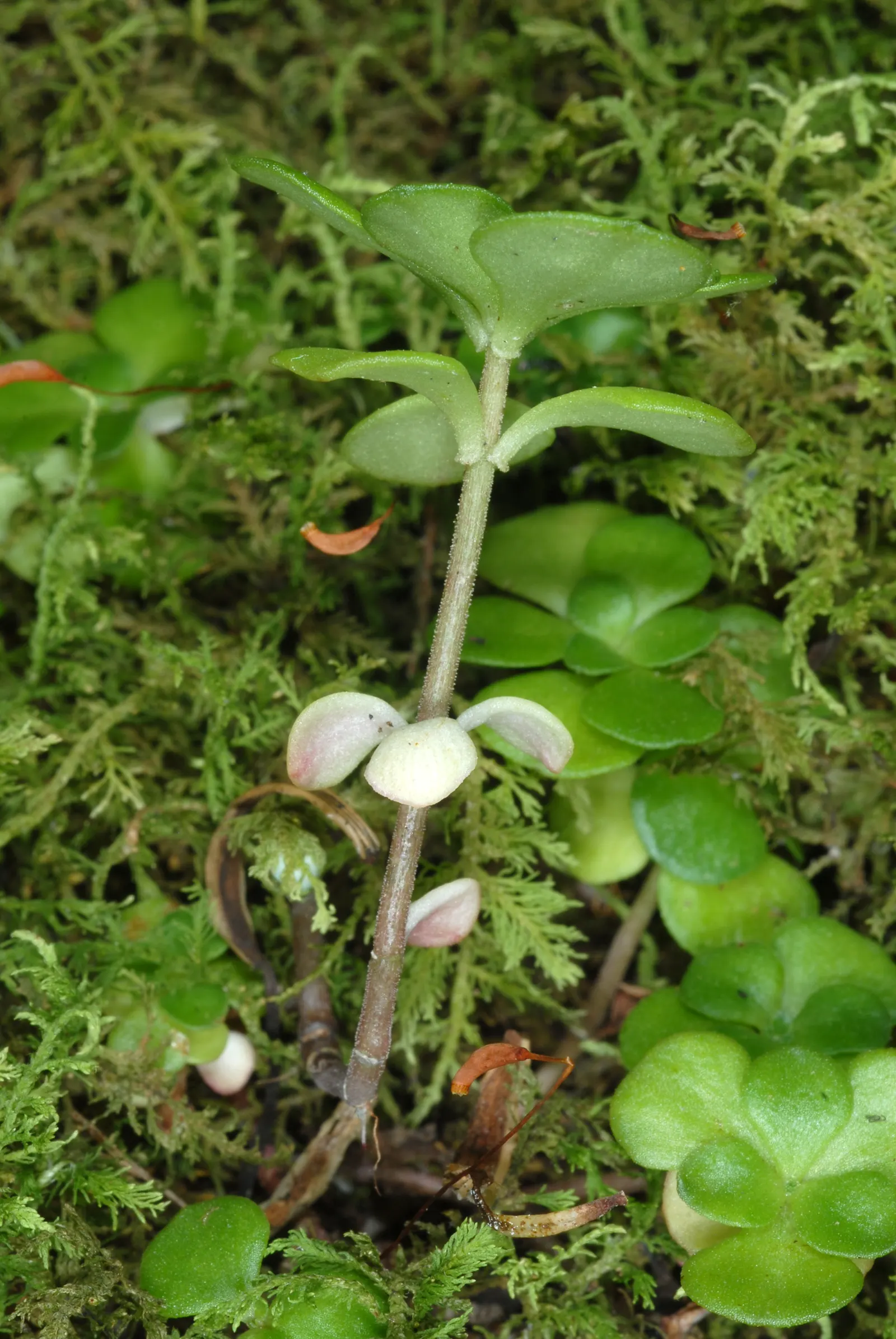 Three-Leaved Stonecrop (Sedum Ternatum) — showing resilience in various climatic conditions.<br><br>Featuring whorls of three succulent; during late spring to