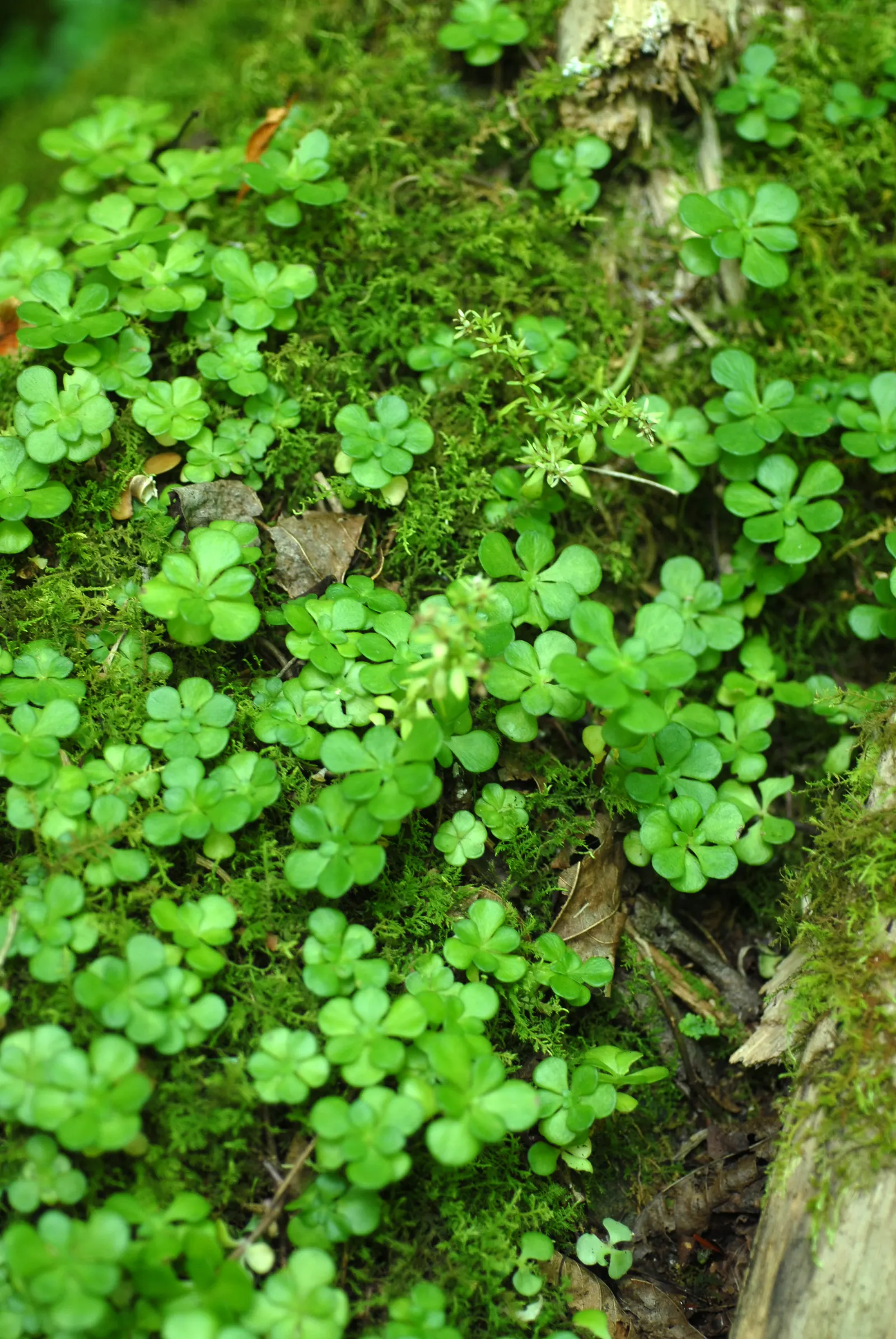 Three-Leaved Stonecrop (Sedum Ternatum) — is a North American native perennial groundcover with a spread of 6-12 inches and a height of 3-6 inches; whorled