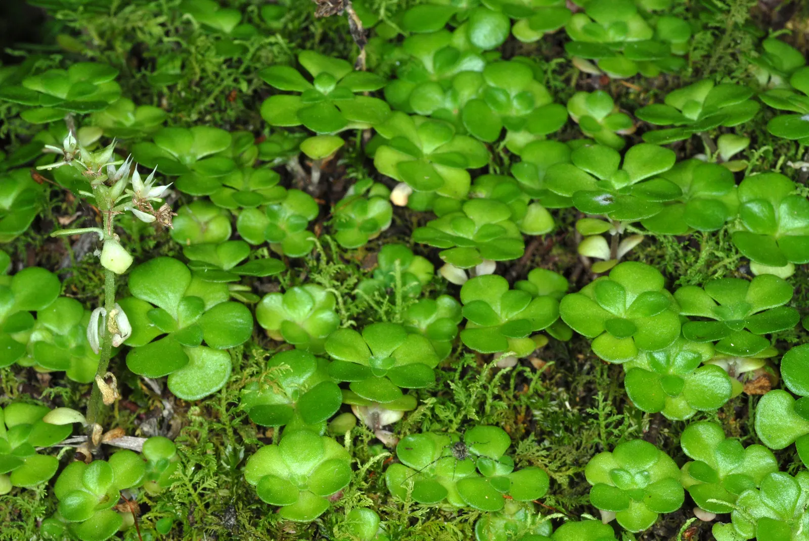 Three-Leaved Stonecrop (Sedum Ternatum) — white flowers in the garden