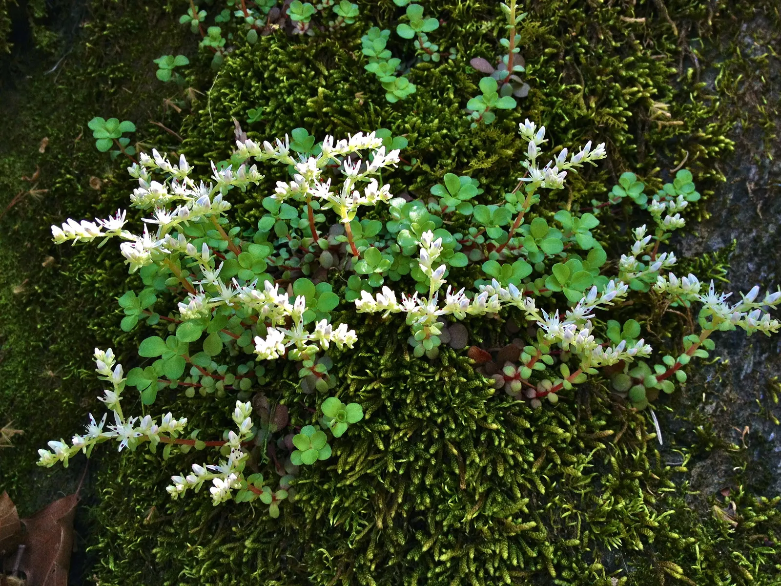 Three-Leaved Stonecrop (Sedum Ternatum) — scientifically known as Sedum ternatum; or even as a border edging