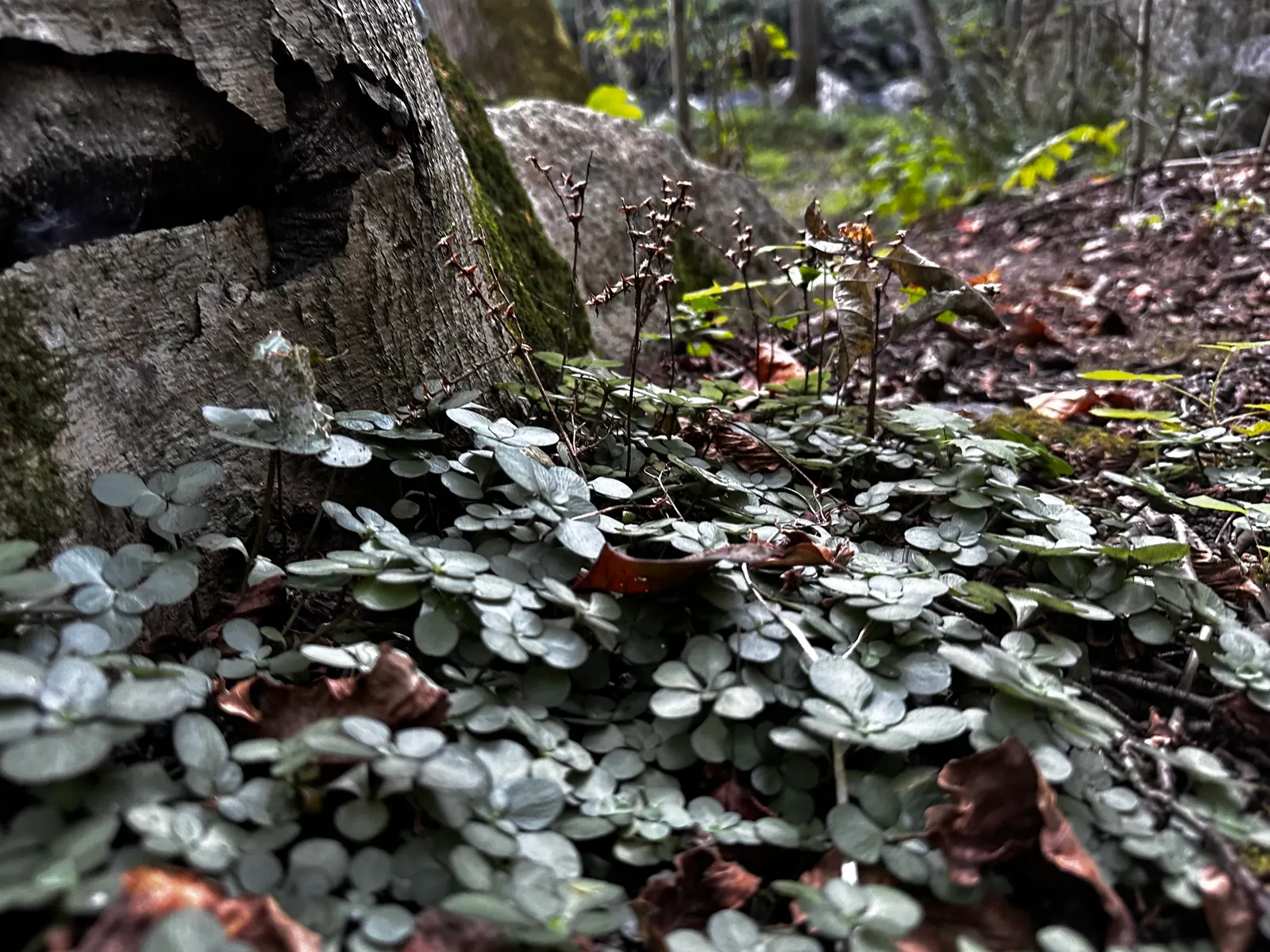 Three-Leaved Stonecrop (Sedum Ternatum) — thus contributing to the local ecosystem's health