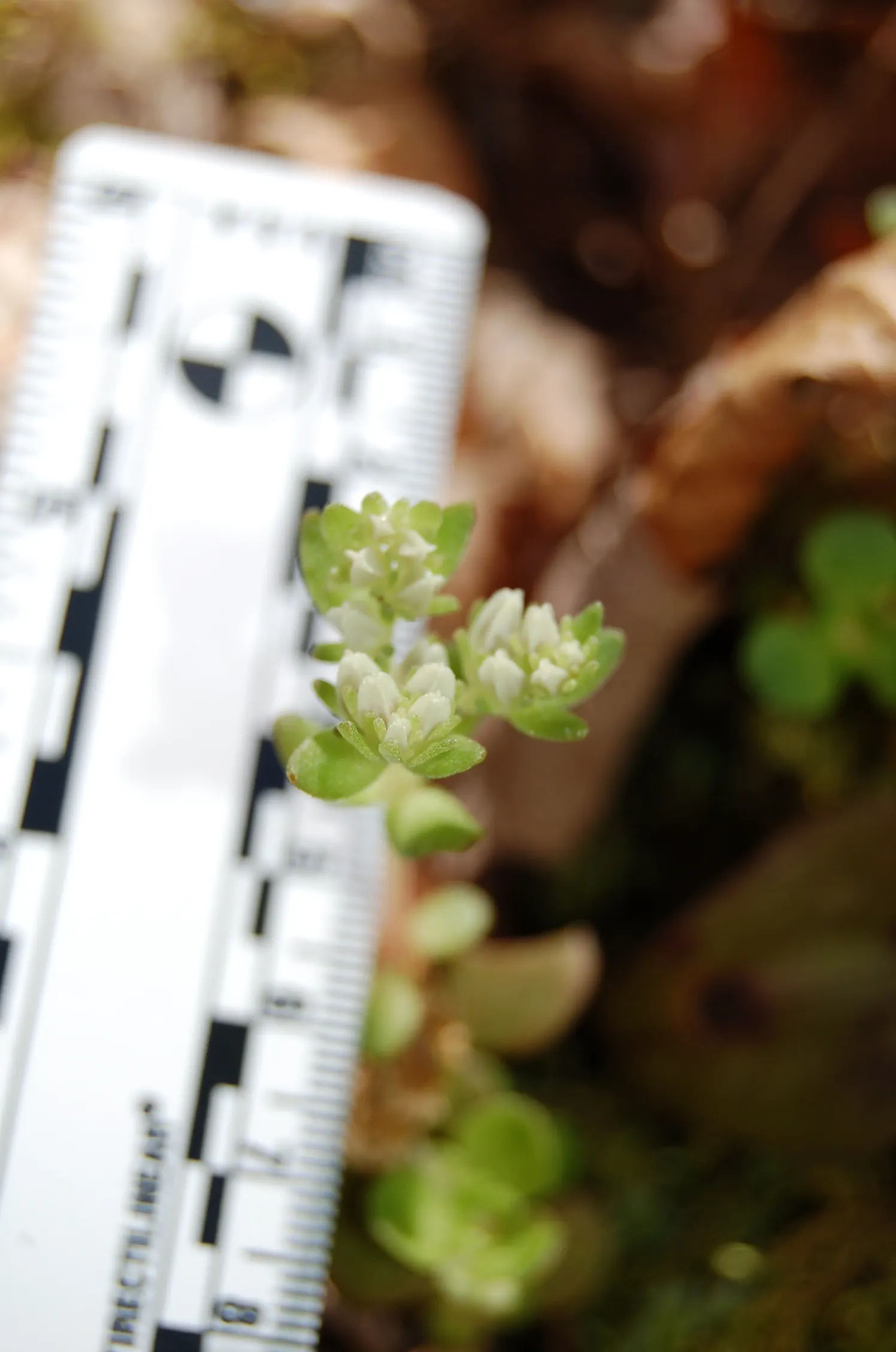Three-Leaved Stonecrop (Sedum Ternatum) — Its ecological value is notable; sedum ternatum spreads gently to form lush mats that reach up to 6 inches in height