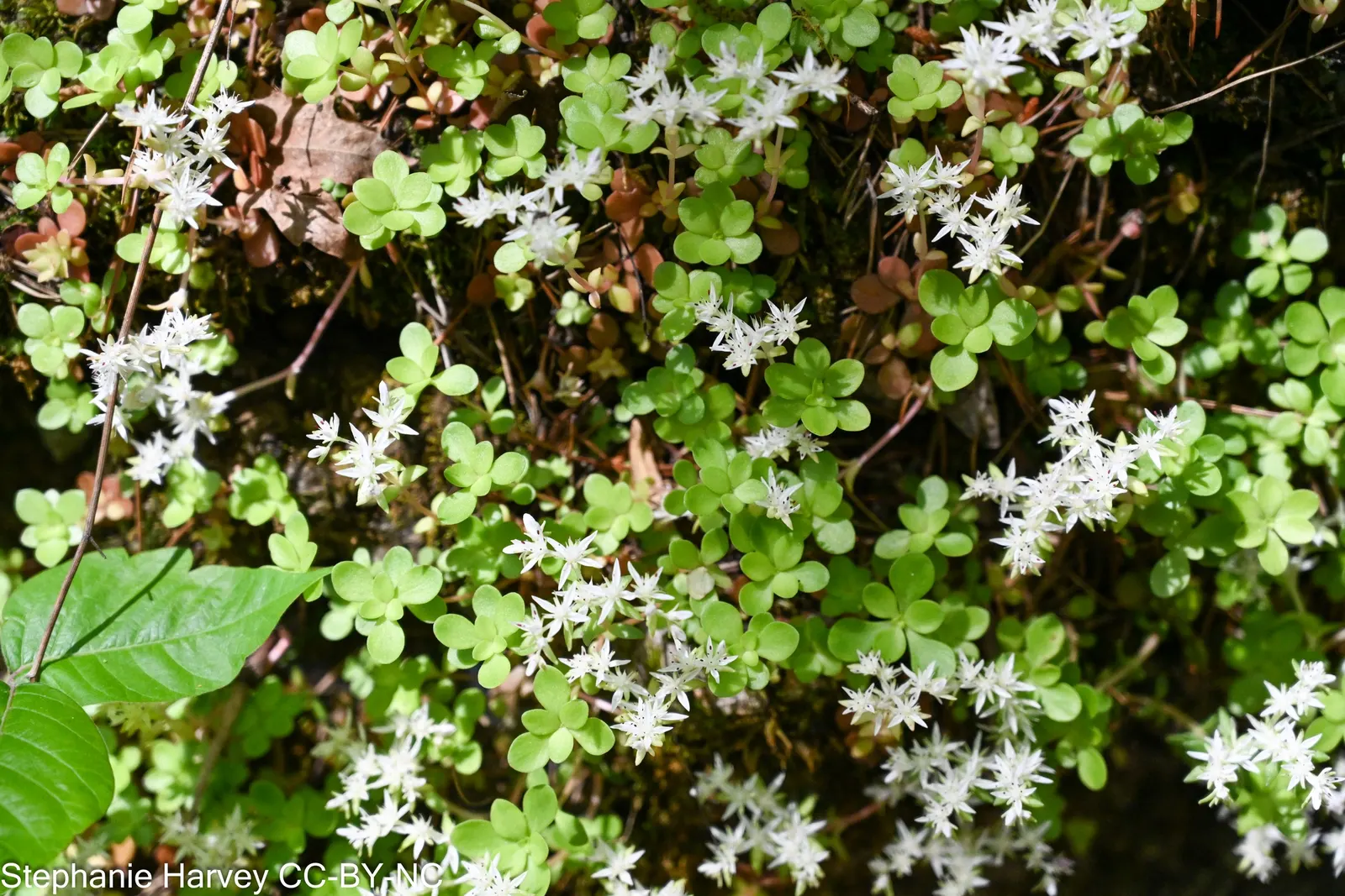 Three-Leaved Stonecrop (Sedum Ternatum) — is a North American native perennial groundcover with a spread of 6-12 inches and a height of 3-6 inches, image 49