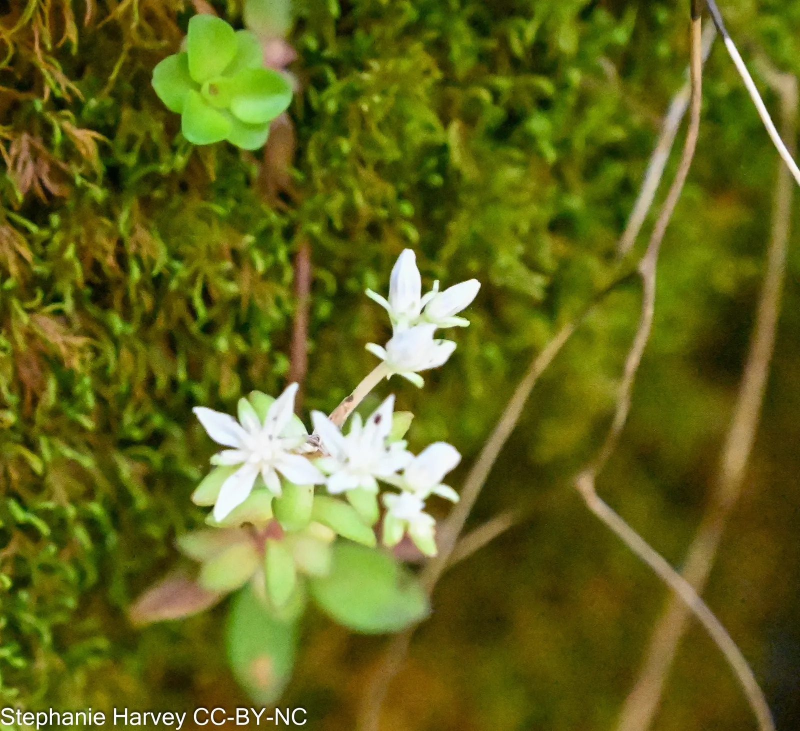 Three-Leaved Stonecrop (Sedum Ternatum) — Sedum ternatum spreads gently to form lush mats that reach up to 6 inches in height