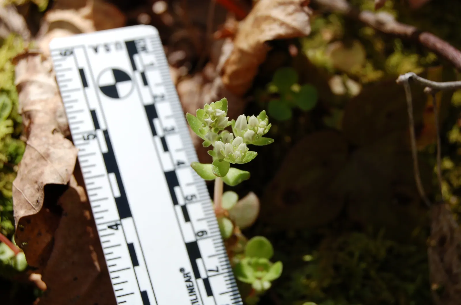 Three-Leaved Stonecrop (Sedum Ternatum) — or even as a border edging; scientifically known as Sedum ternatum