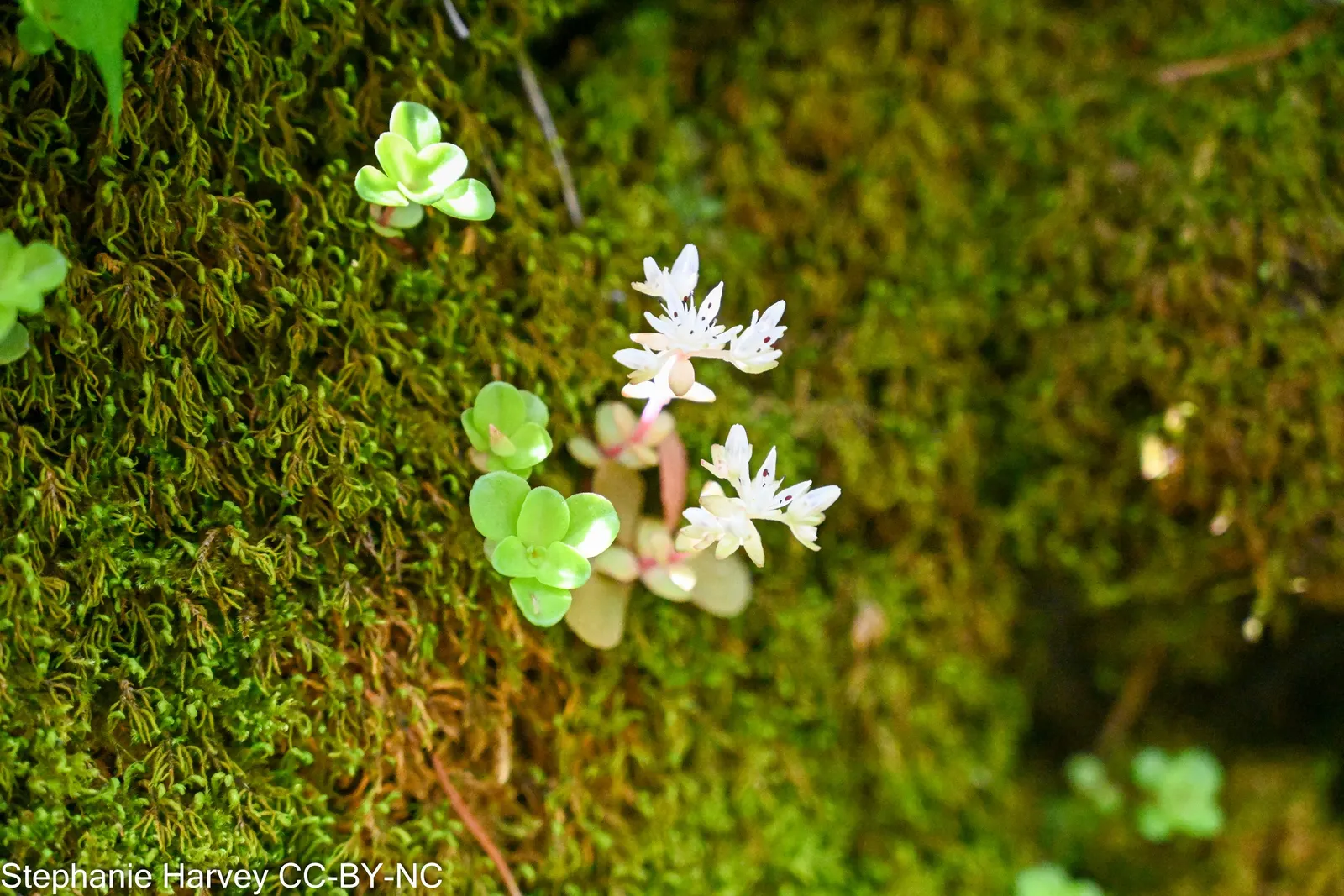 Three-Leaved Stonecrop (Sedum Ternatum) — this stonecrop variety bursts into bloom with clusters of dainty