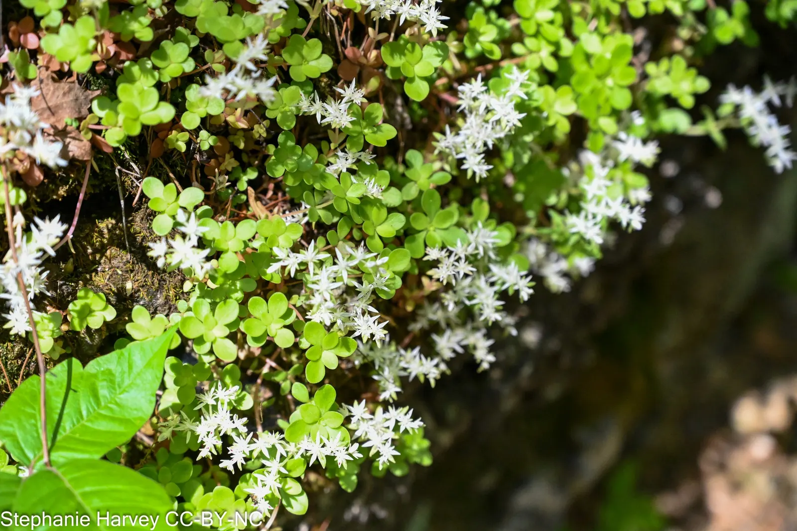 Three-Leaved Stonecrop (Sedum Ternatum) — is a North American native perennial groundcover with a spread of 6-12 inches and a height of 3-6 inches