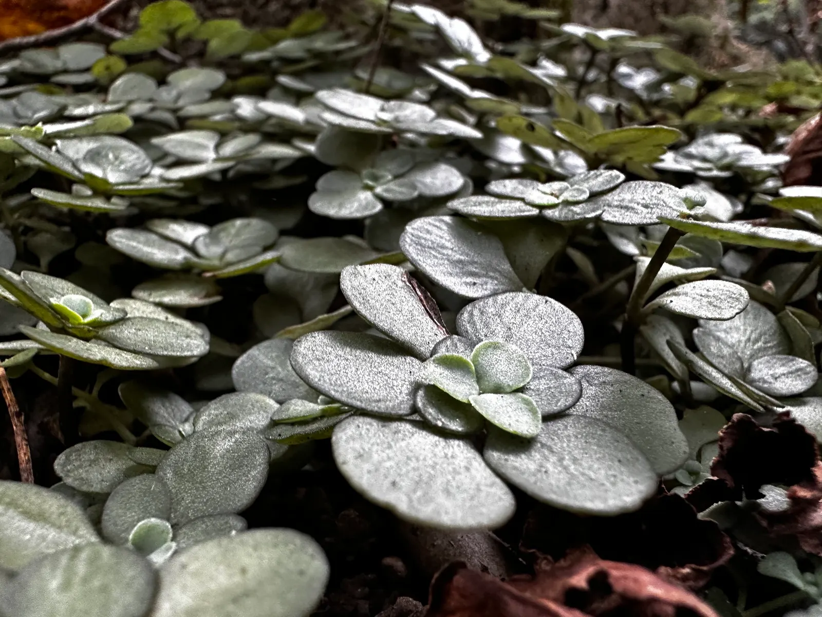 Three-Leaved Stonecrop (Sedum Ternatum) — It thrives in partial shade and tolerates moist conditions; while its width can extend 12 to 18 inches