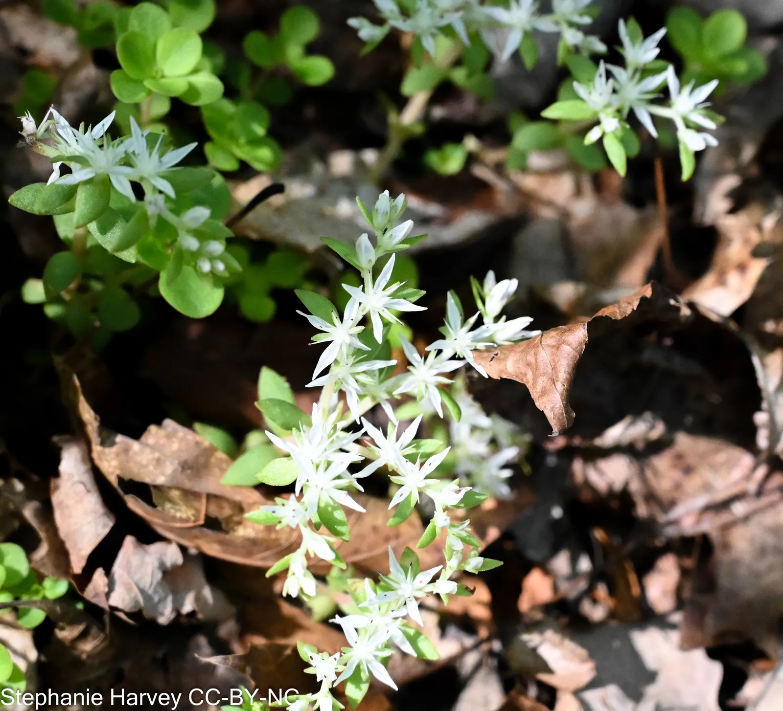 Three-Leaved Stonecrop (Sedum Ternatum) — ground cover / perennial with white blooms; sedum ternatum is a versatile choice for shaded rock gardens