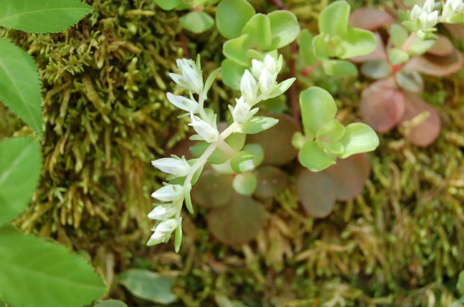 Three-Leaved Stonecrop (Sedum Ternatum) — whorled leaves provide year-round interest
