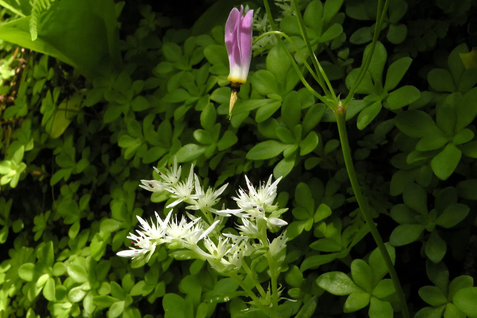 Three-Leaved Stonecrop (Sedum Ternatum) — During late spring to early summer; showing resilience in various climatic conditions.<br><br>Featuring whorls of