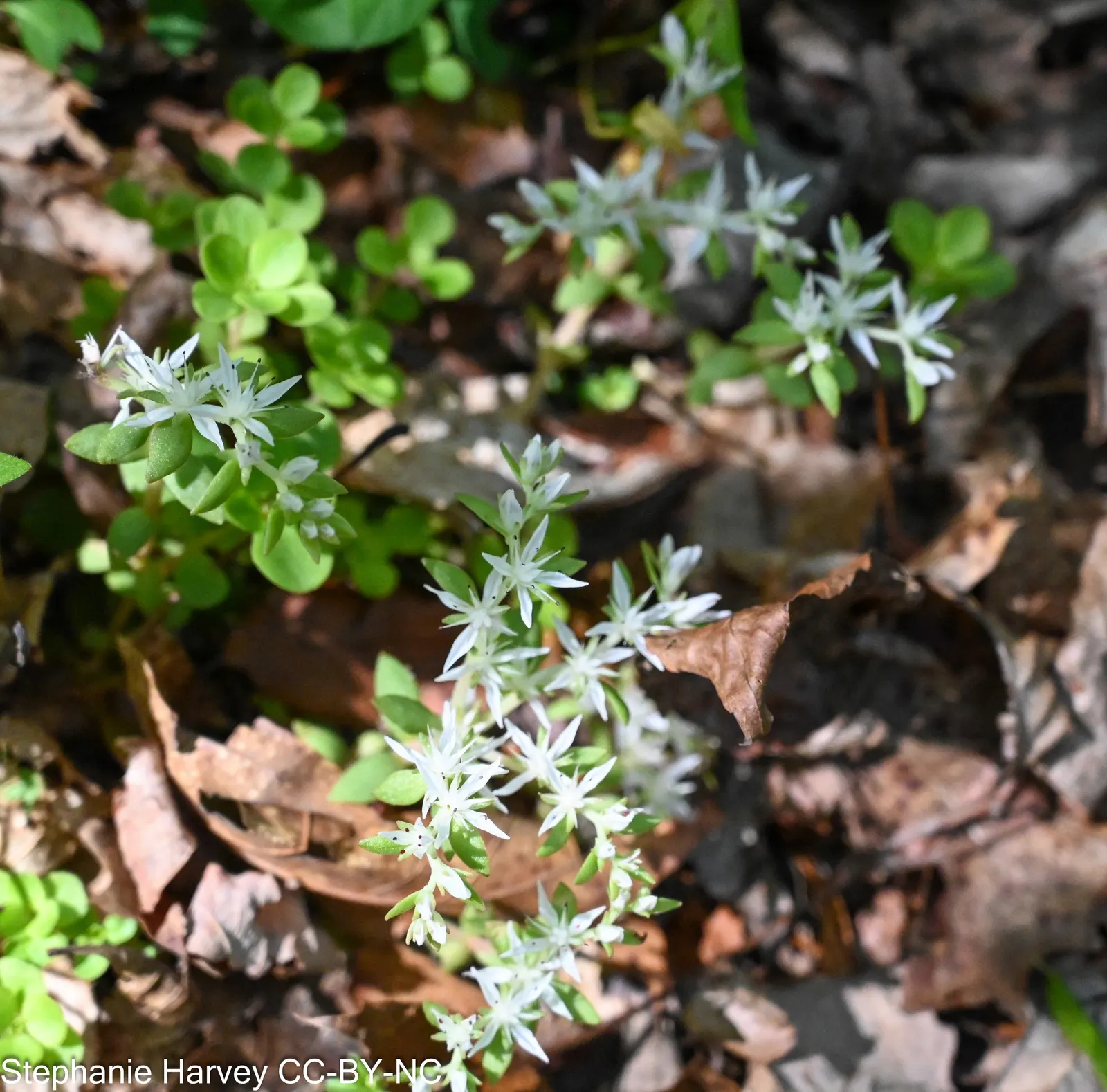 Three-Leaved Stonecrop (Sedum Ternatum) — this groundcover thrives in USDA hardiness zones 4 through 8