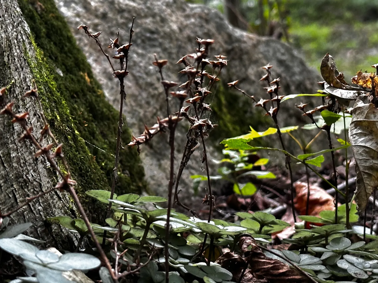 Three-Leaved Stonecrop (Sedum Ternatum) — Ideal for rock gardens or woodlands, it's hardy, low-maintenance, and spreads easily to form a lush carpet; this