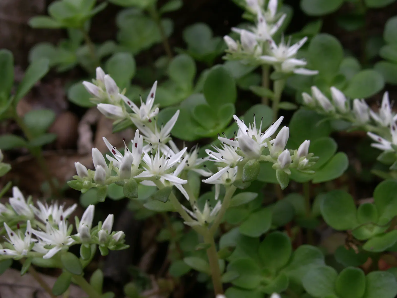 Three-Leaved Stonecrop (Sedum Ternatum) — ground cover / perennial for full; thus contributing to the local ecosystem's health