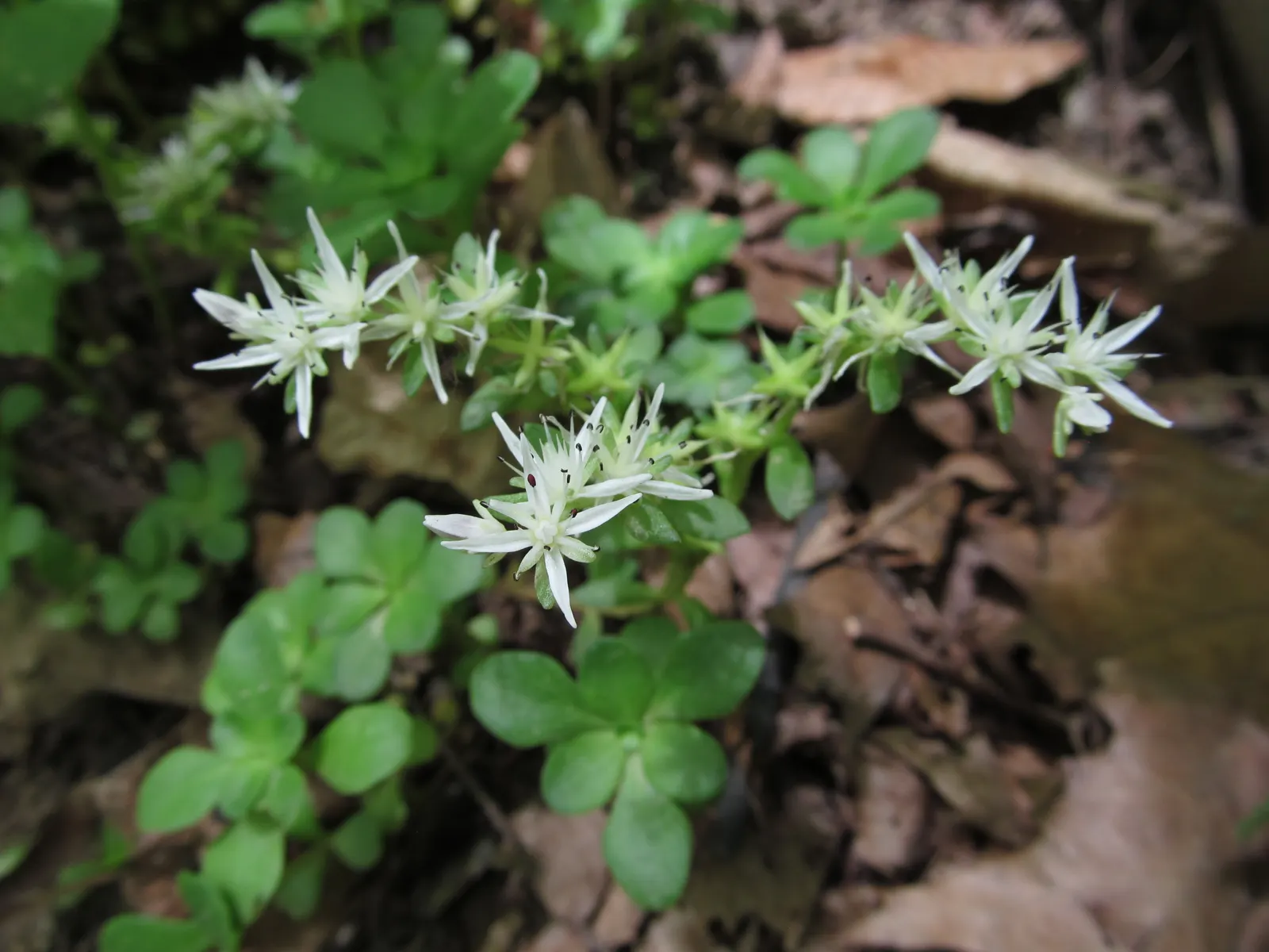 Three-Leaved Stonecrop (Sedum Ternatum) — or even as a border edging