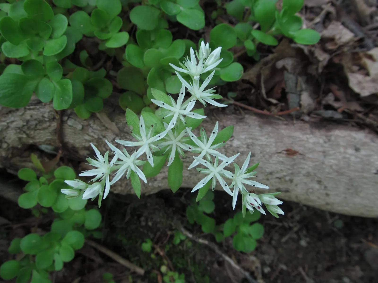Three-Leaved Stonecrop (Sedum Ternatum) — its white star-shaped flowers attract pollinators