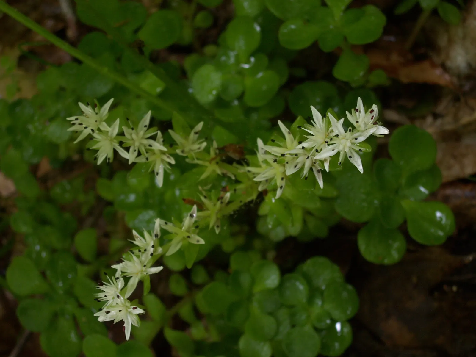 Three-Leaved Stonecrop (Sedum Ternatum) — It prospers in moist, well-drained soil; however, it can tolerate periods of drought once established; this stonecrop