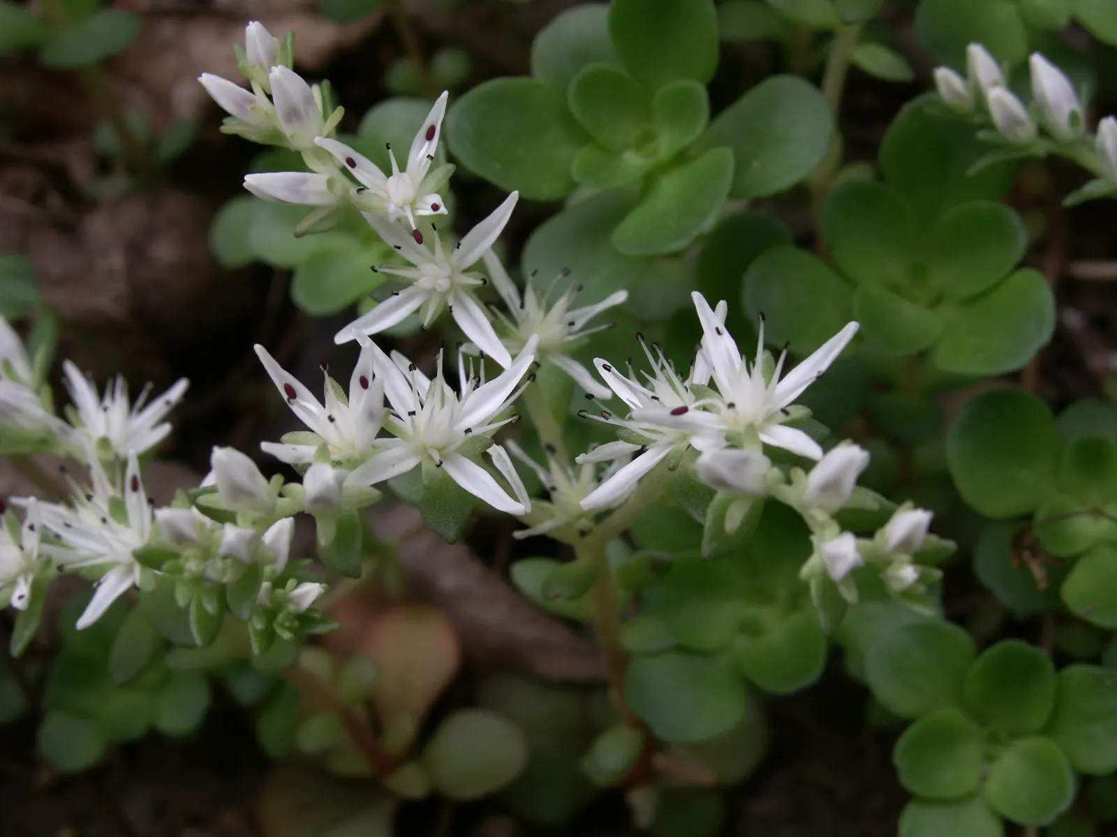 Three-Leaved Stonecrop (Sedum Ternatum) — while its width can extend 12 to 18 inches; it thrives in partial shade and tolerates moist conditions