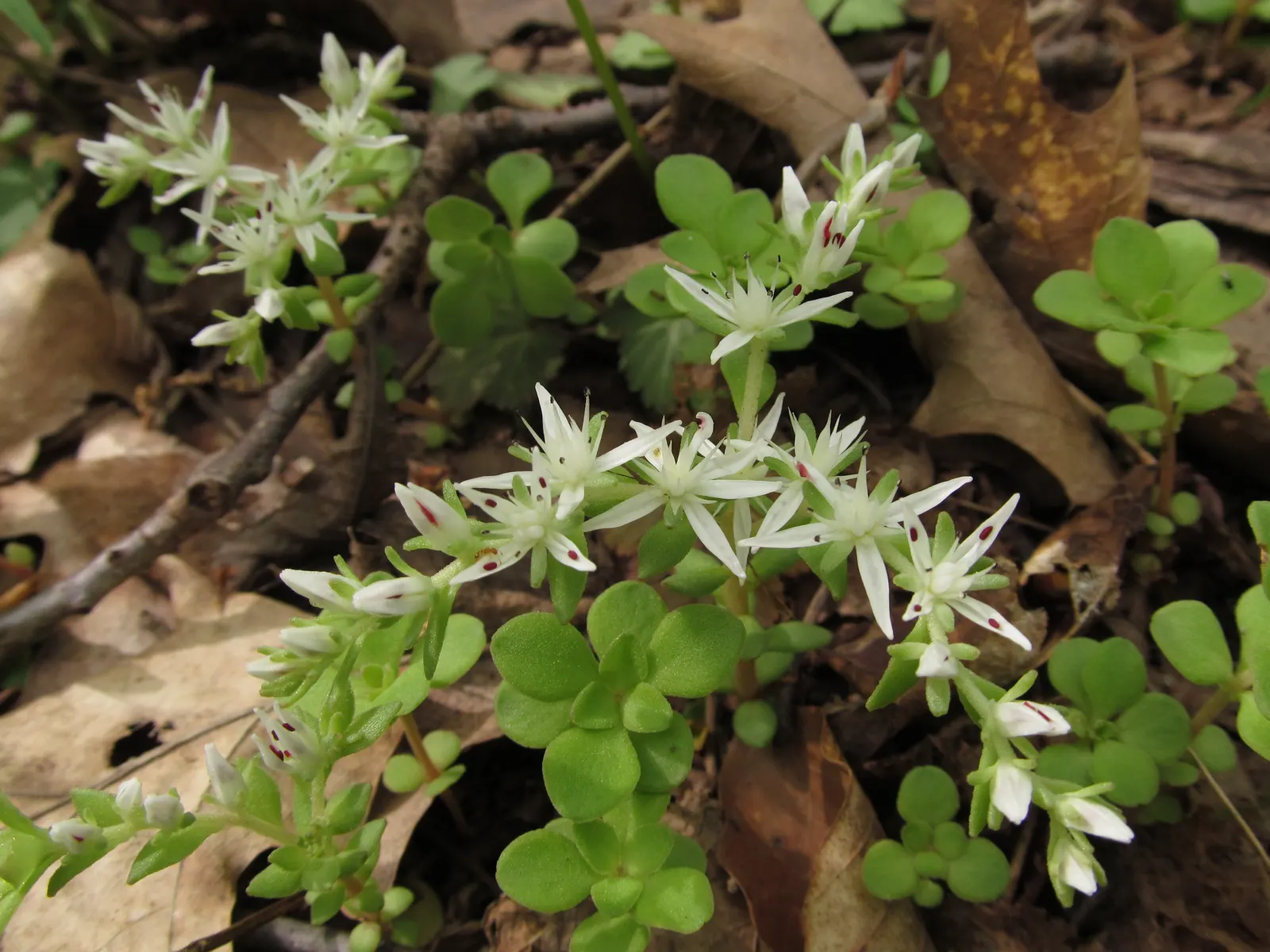 Three-Leaved Stonecrop (Sedum Ternatum) — this groundcover thrives in USDA hardiness zones 4 through 8; ideal for rock gardens or woodlands, it's hardy