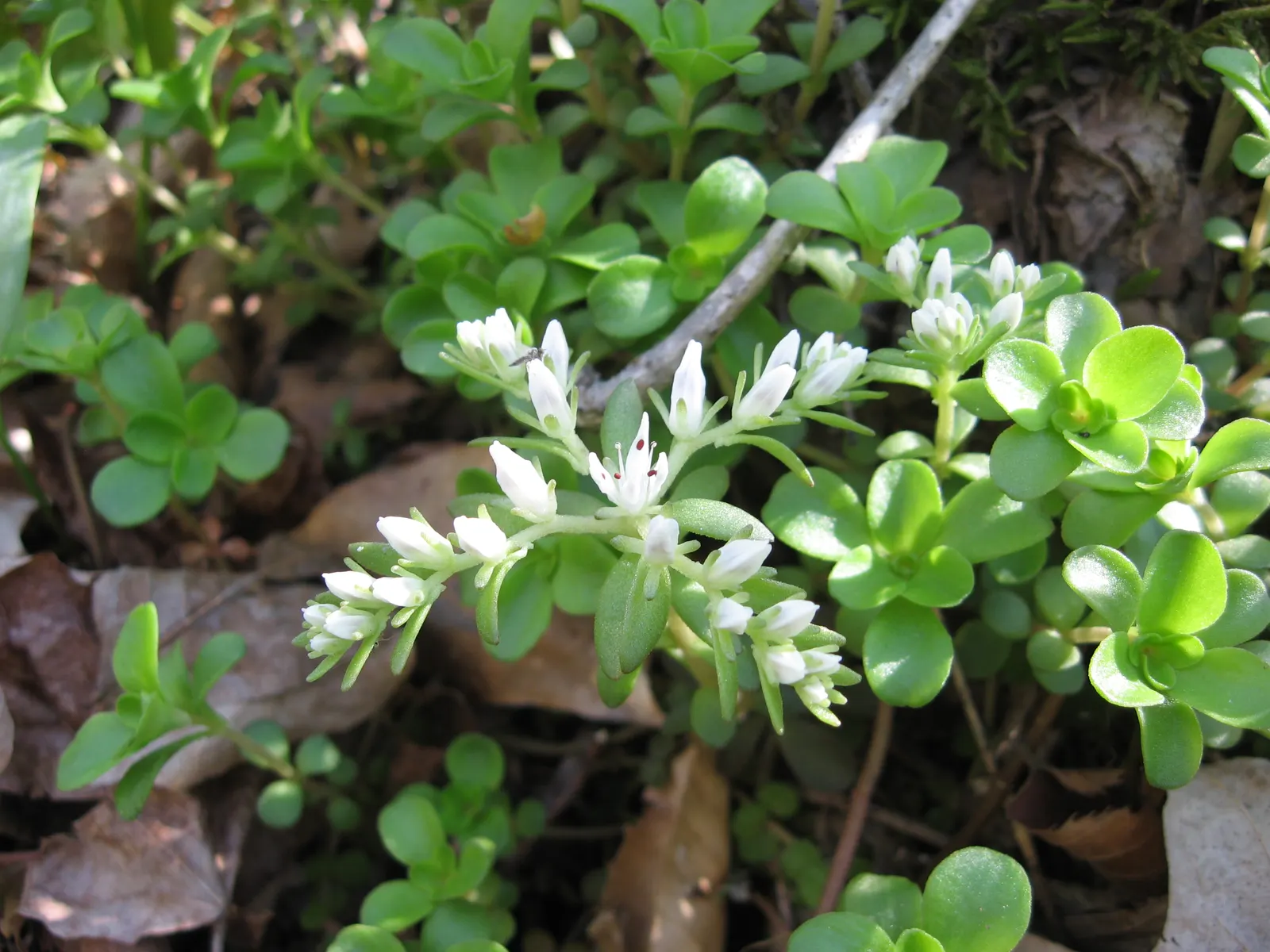 Three-Leaved Stonecrop (Sedum Ternatum) — showing resilience in various climatic conditions.<br><br>Featuring whorls of three succulent