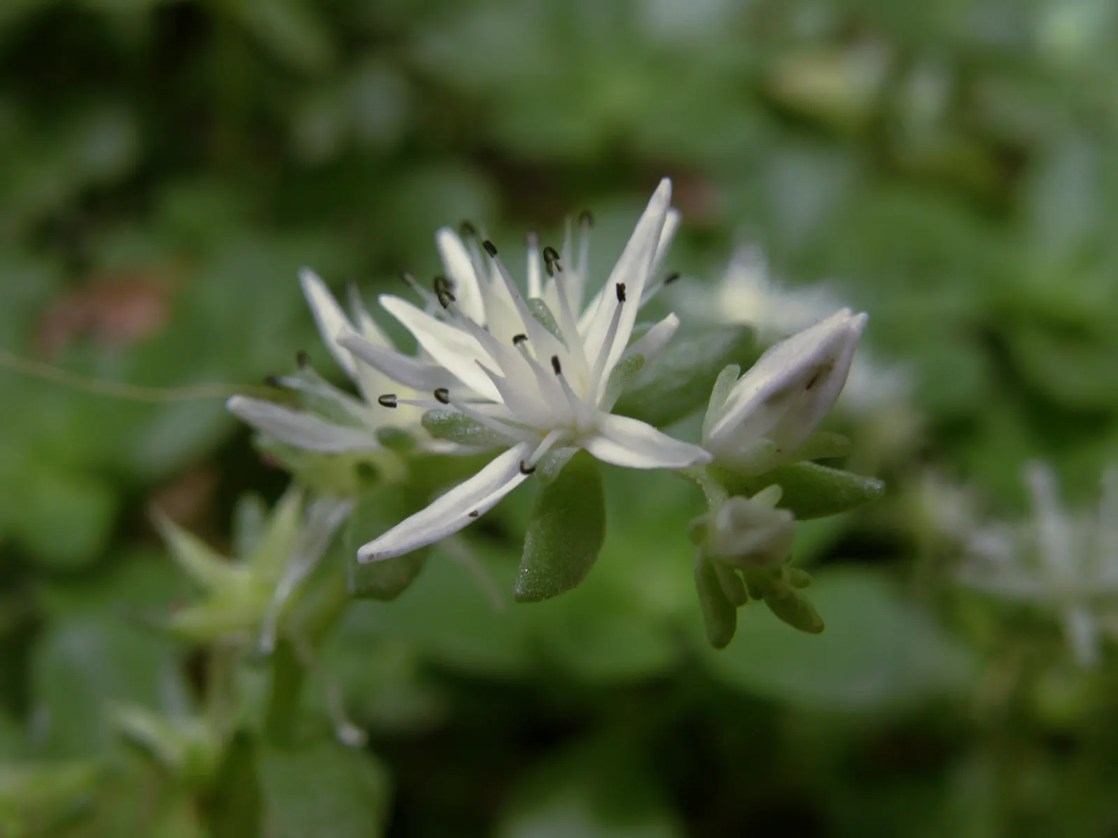 Three-Leaved Stonecrop (Sedum Ternatum) — while its width can extend 12 to 18 inches