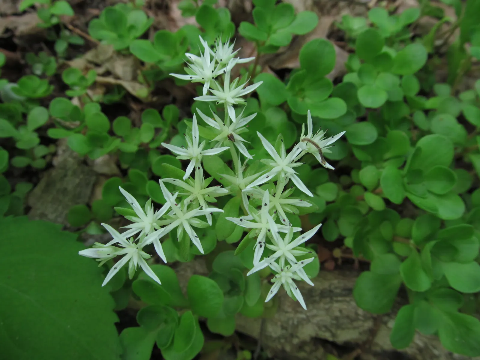 Three-Leaved Stonecrop (Sedum Ternatum) — making it a practical option for areas where wildlife may graze.<br><br>When creating a landscape design